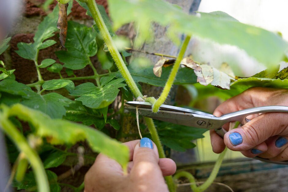 Pruning in the garden