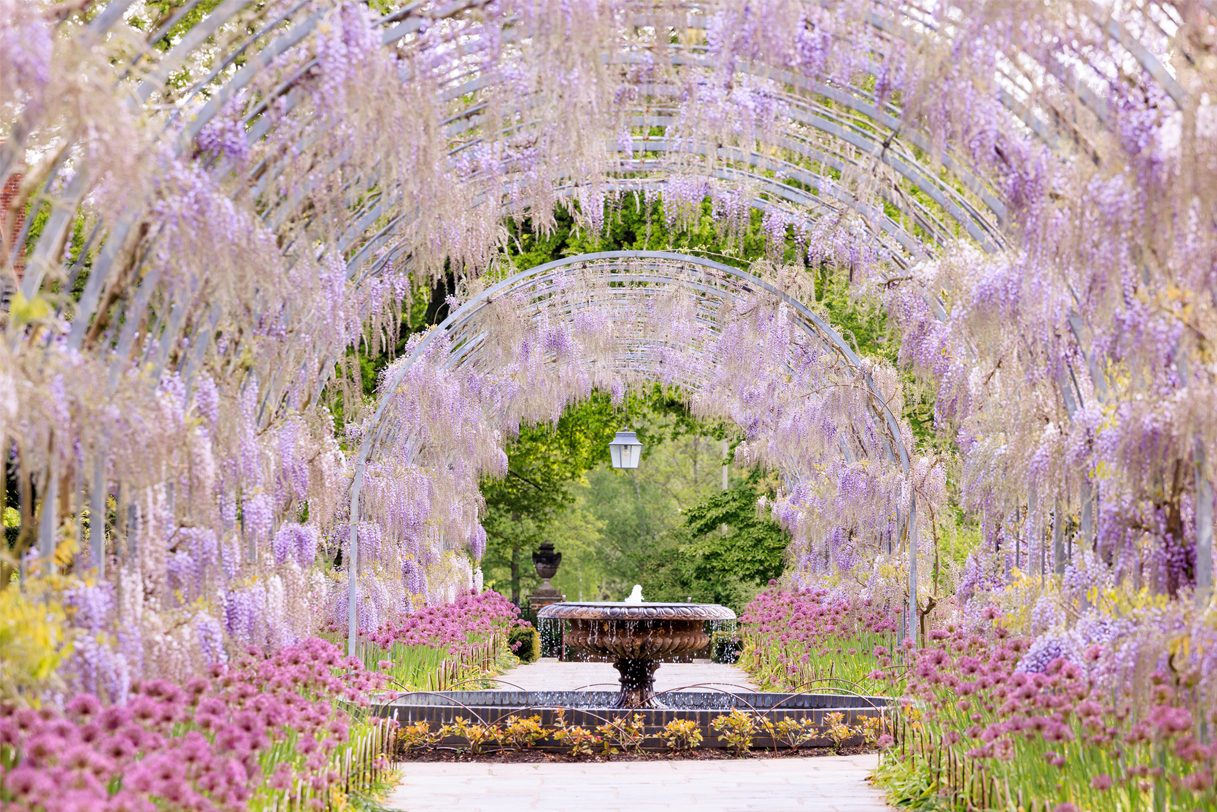 Wisteria in bloom at RHS Garden Wisley, Surrey