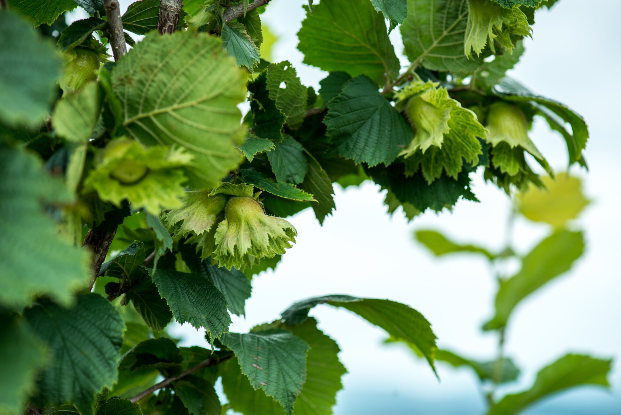 Hazelnut © Getty/szjphoto