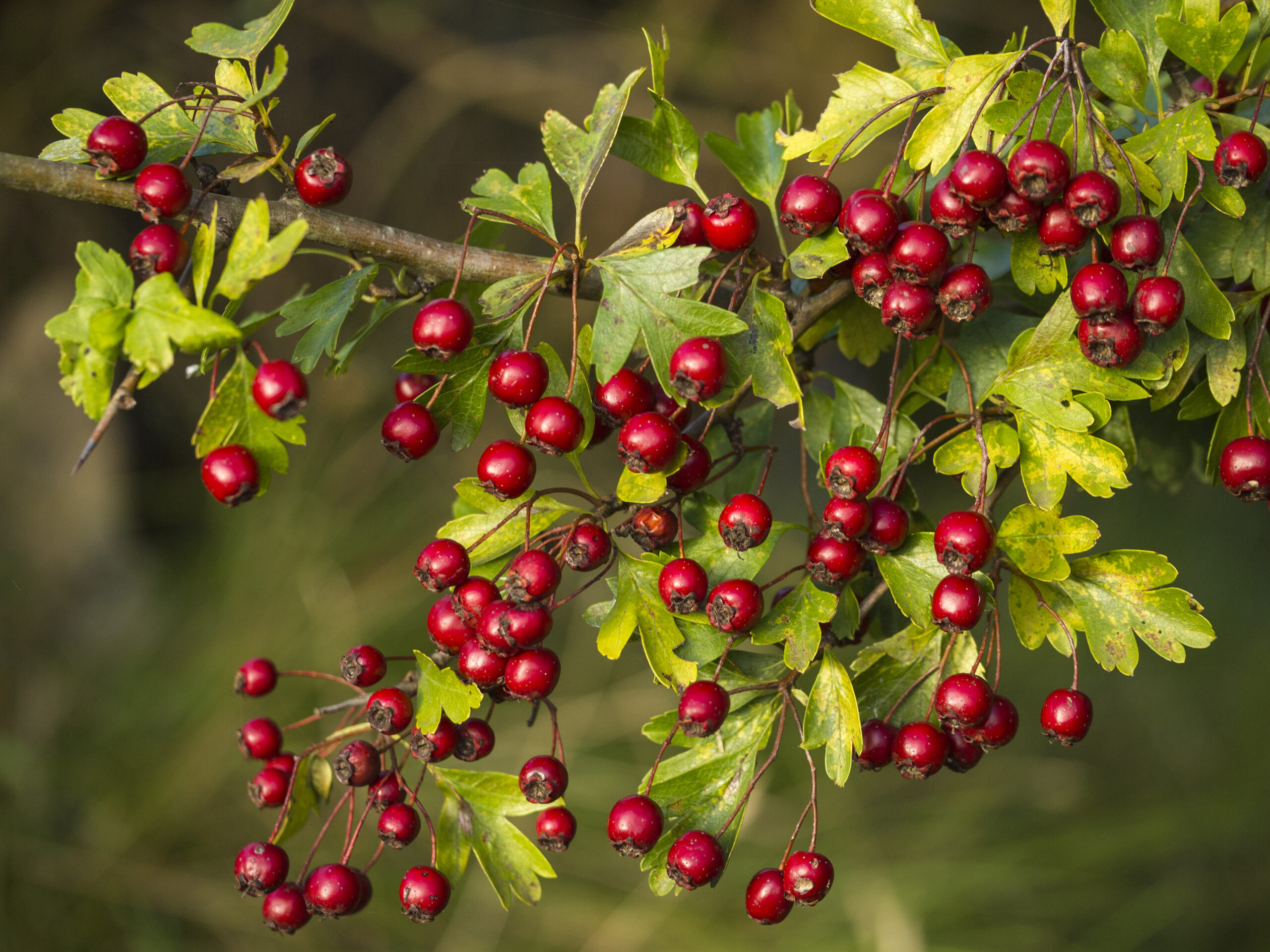 A branch full of red hawthorn berries in early autumn, Crataegus monogyna © Getty/Javier Fernández Sánchez