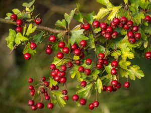 A branch full of red hawthorn berries in early autumn, Crataegus monogyna A branch full of red hawthorn berries in early autumn, Crataegus monogyna © Getty/Javier Fernández Sánchez