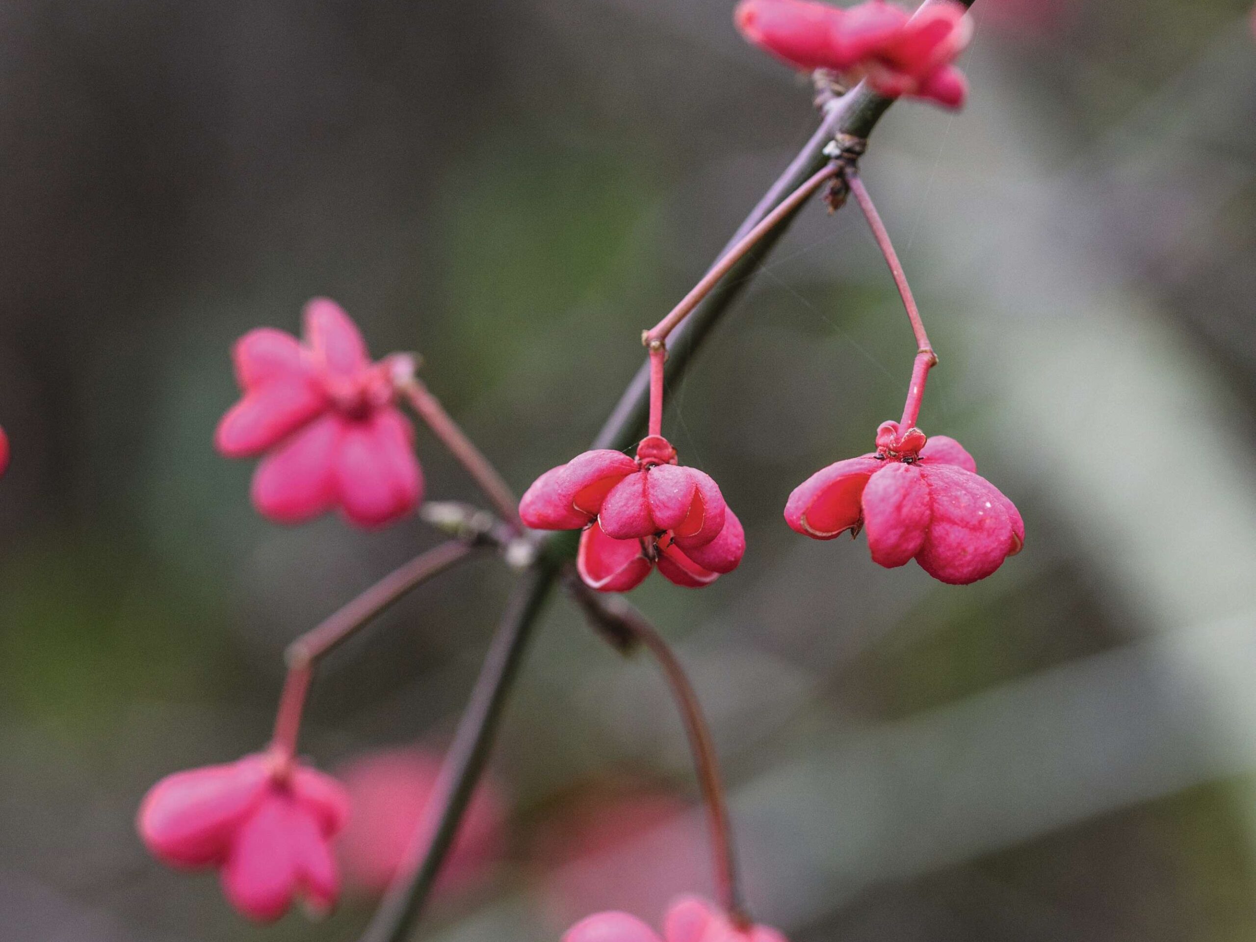 Euonymus europaeus 'Red Cascade' © Jason Ingram