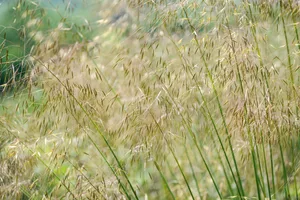 Stipa gigantea Ornamental grasses: Stipa gigantea