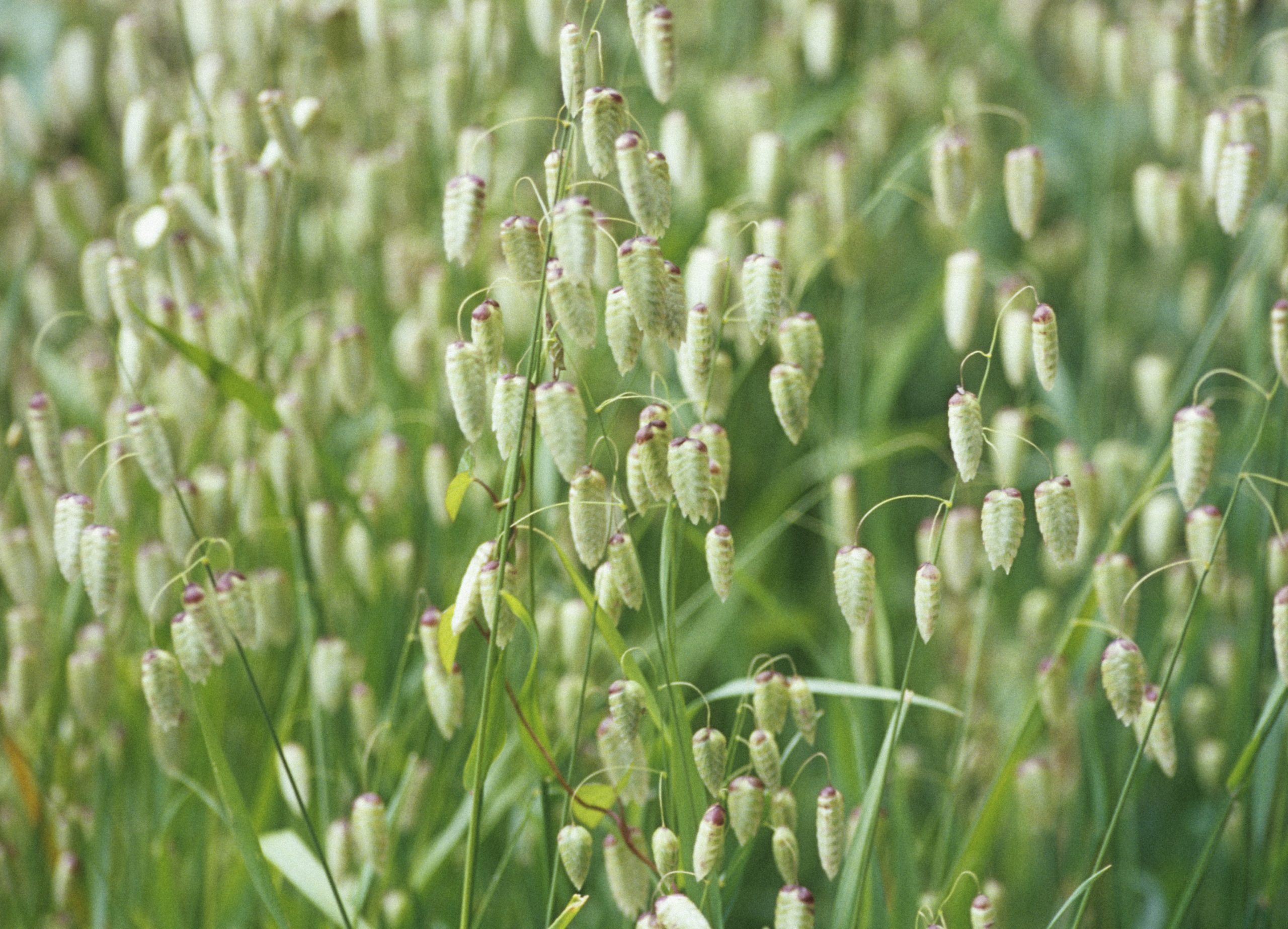 Briza maxima