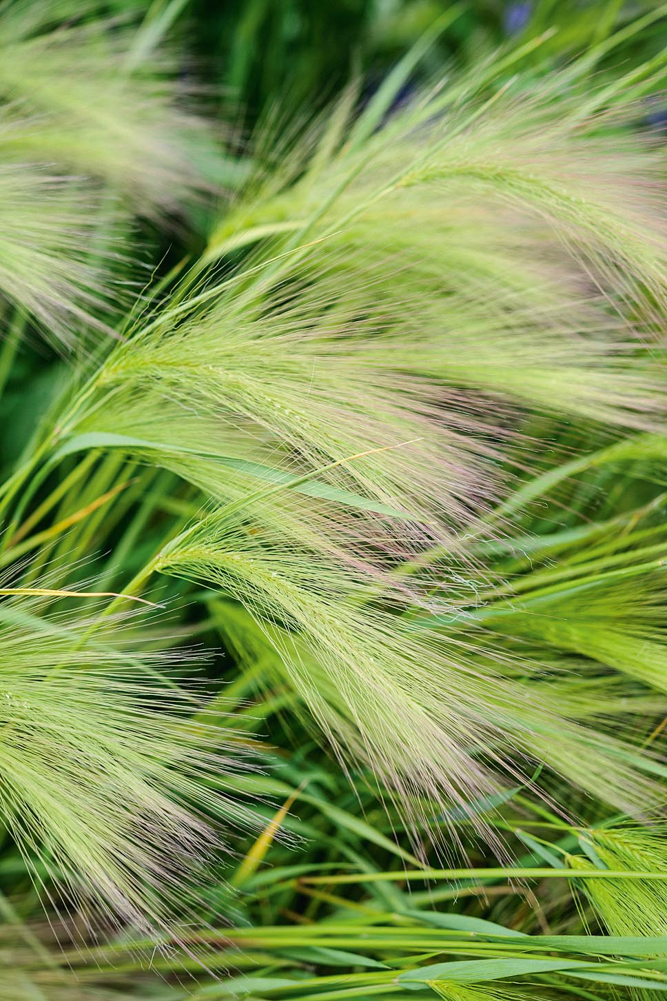 Hordeum jubatum