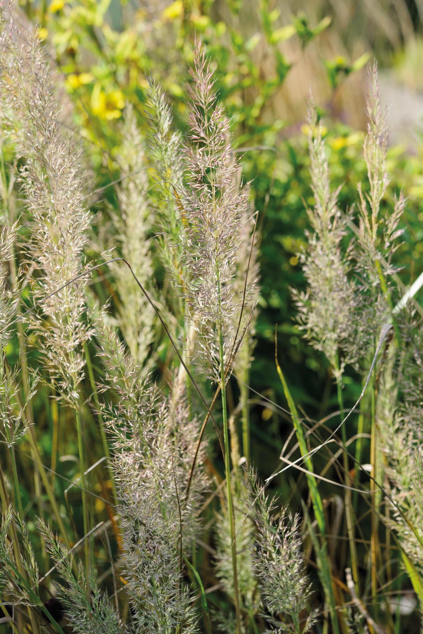 Calamagrostis brachytricha