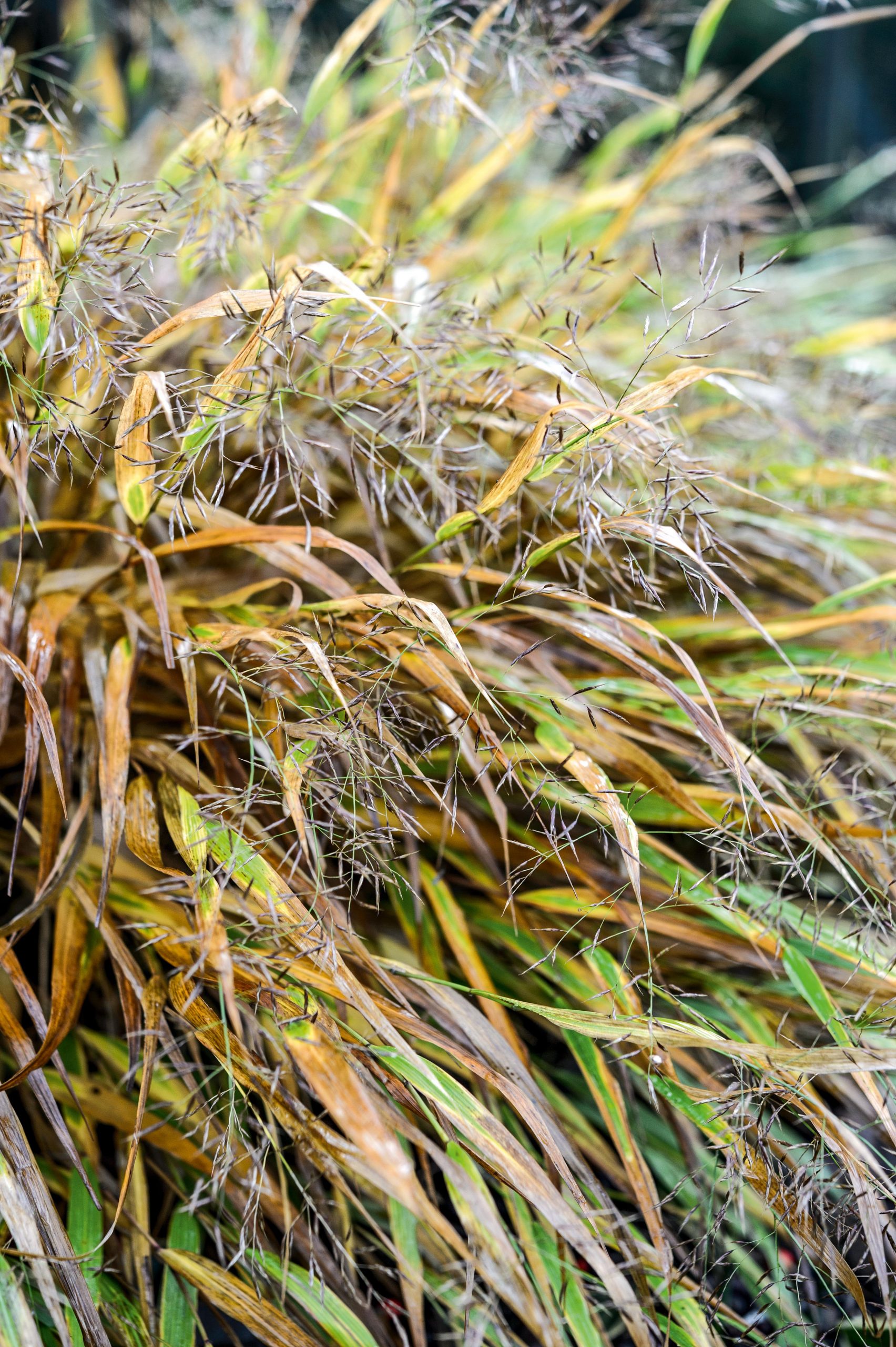 Hakonechloa macra