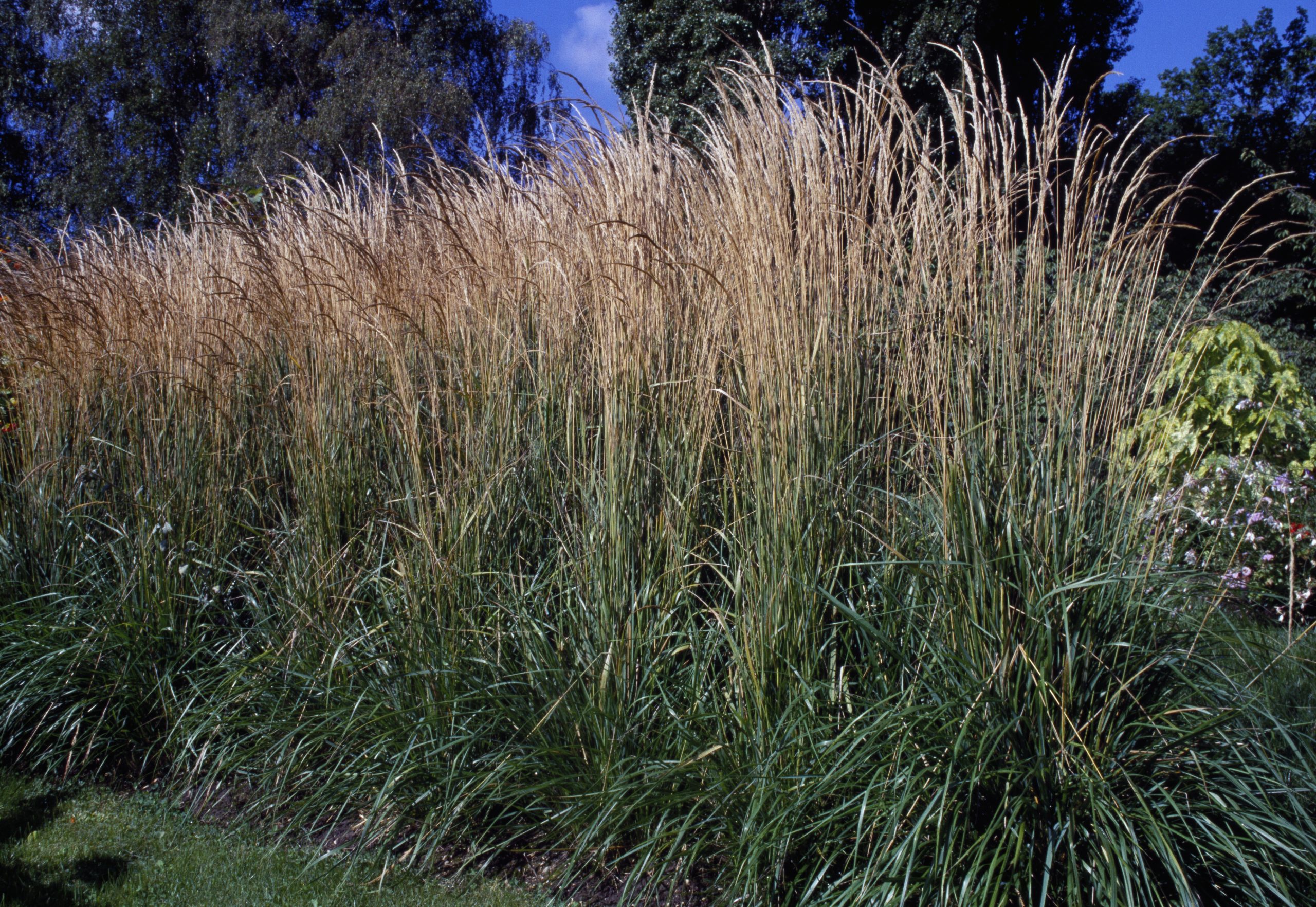 Ornamental grass Helictotrichon sempervirens Ornamental grass Helictotrichon sempervirens