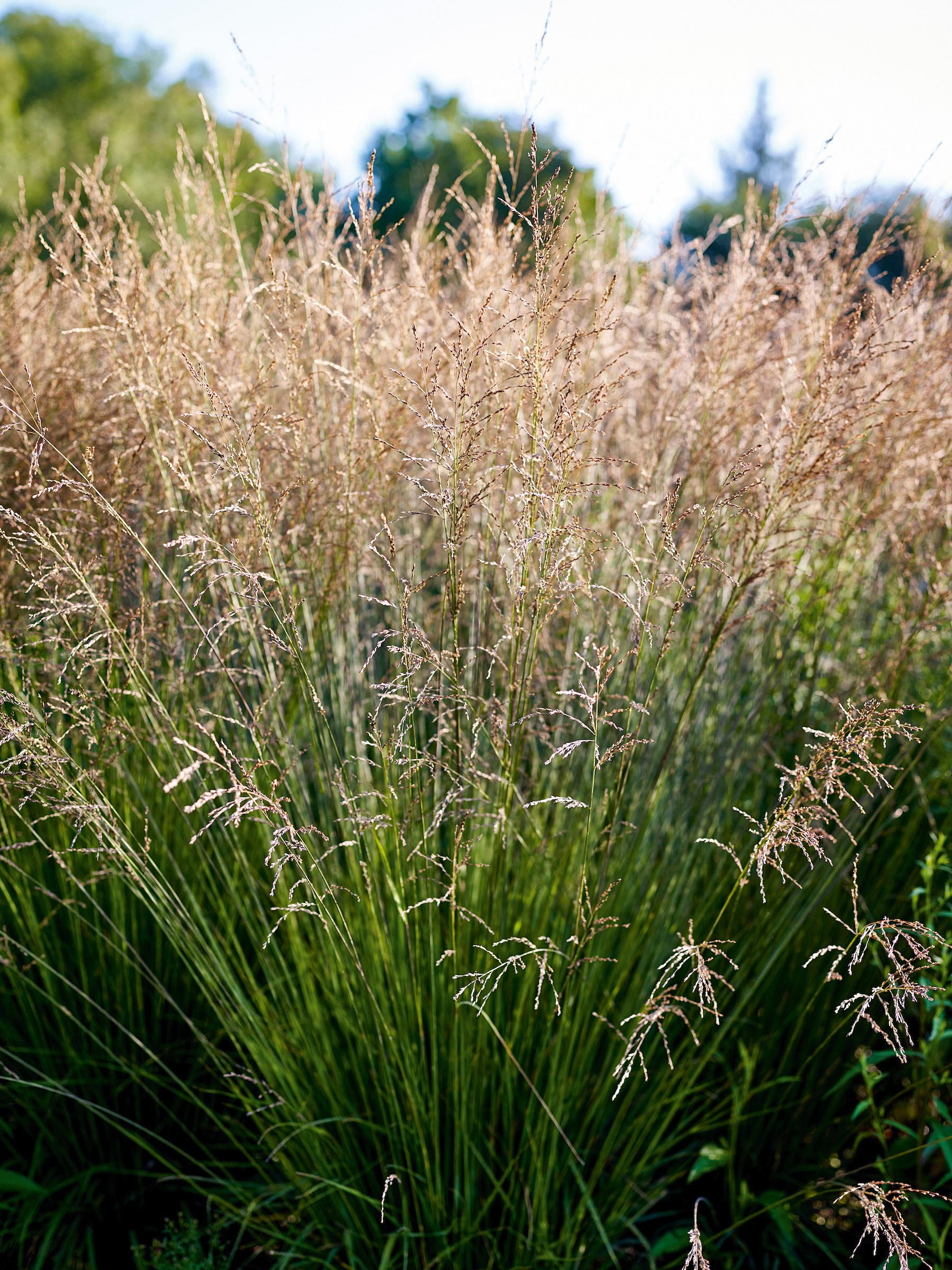 Molinia heidebraut