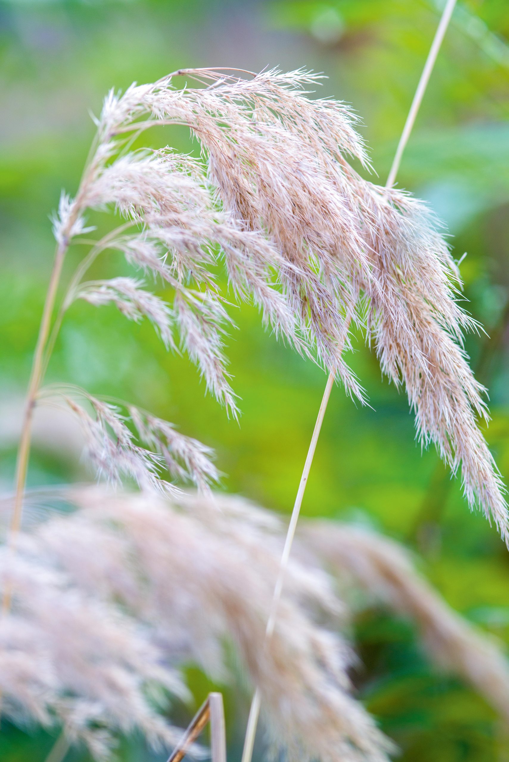 Ornamental grasses: Calamagrostis emodensis