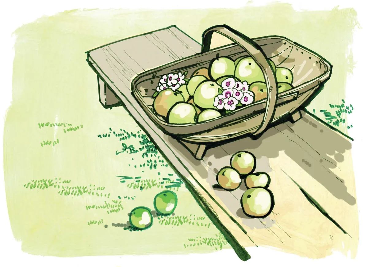 Apples and blossom in a trug Apples and blossom in a trug