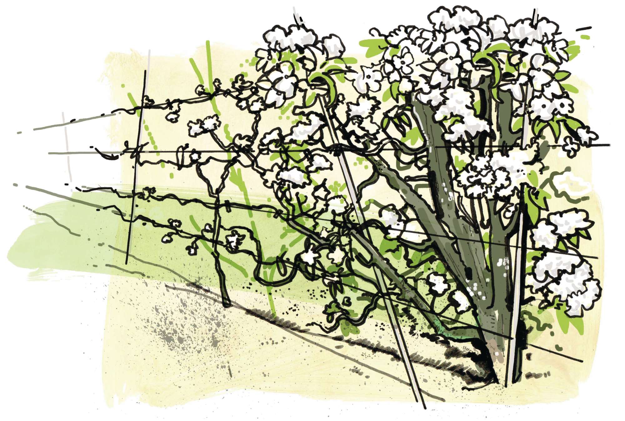 An illustration of a blossoming fruit tree