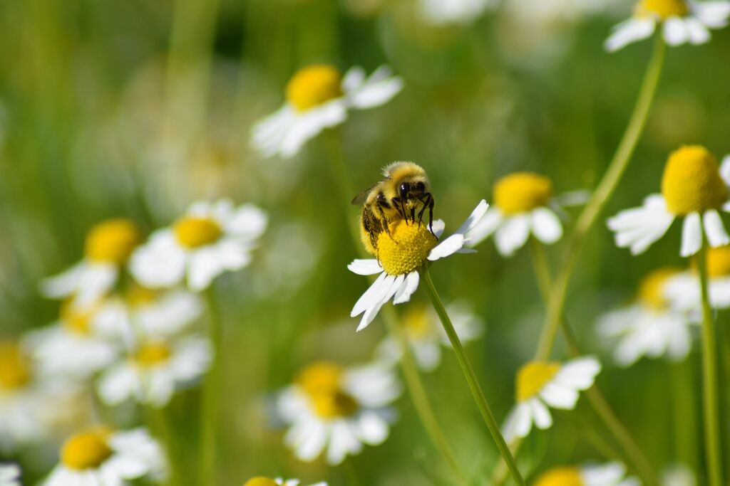 A bee on a flower