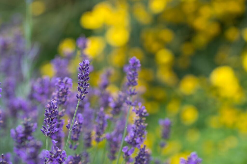 Lavender flowers