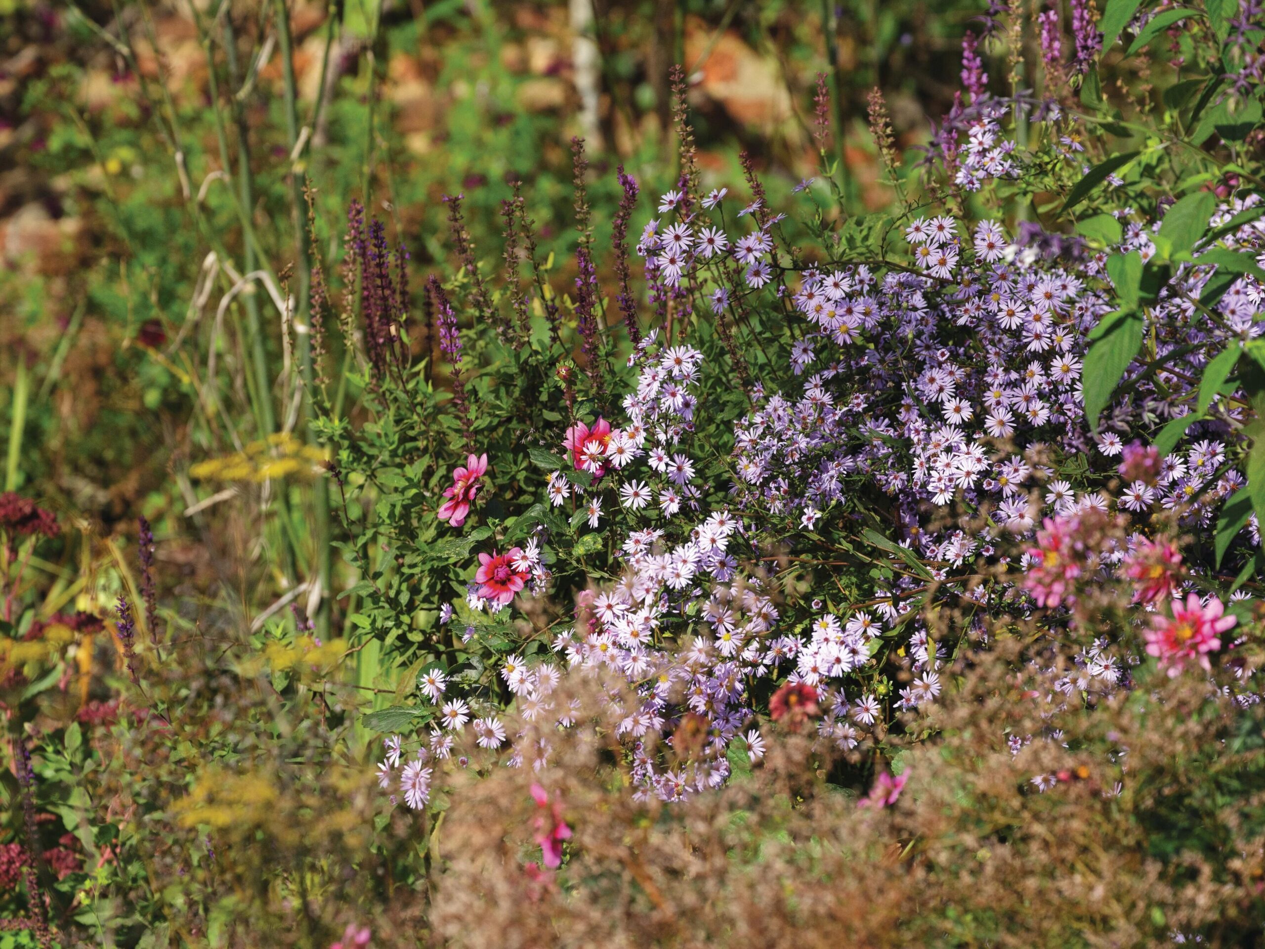 Asters flowers