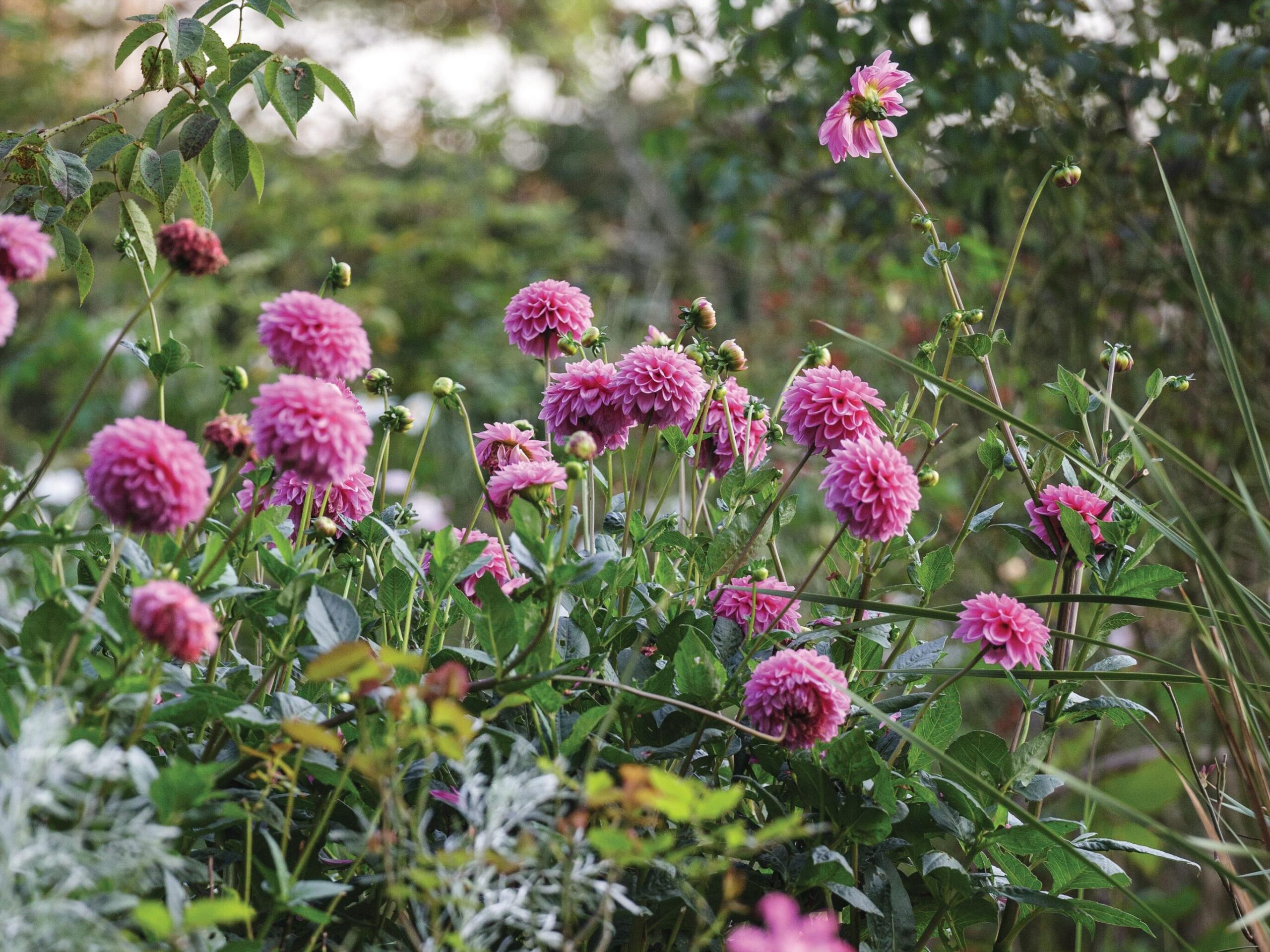 Pink Dahlia