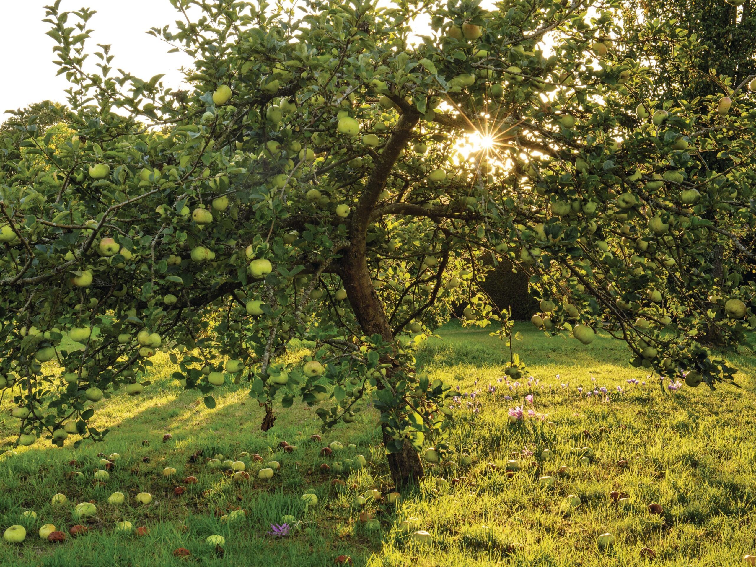 Sissinghurst orchard