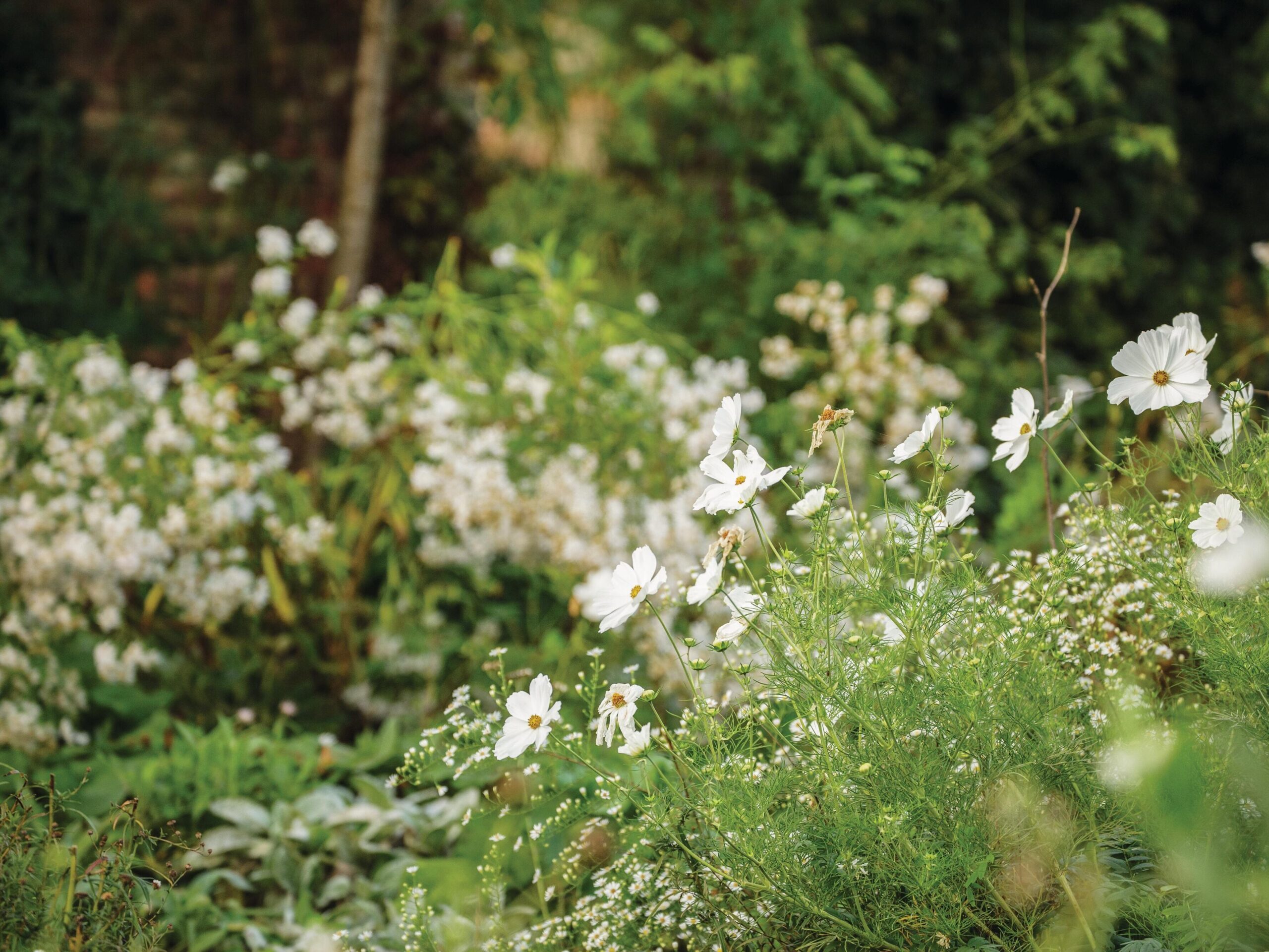 White flowers