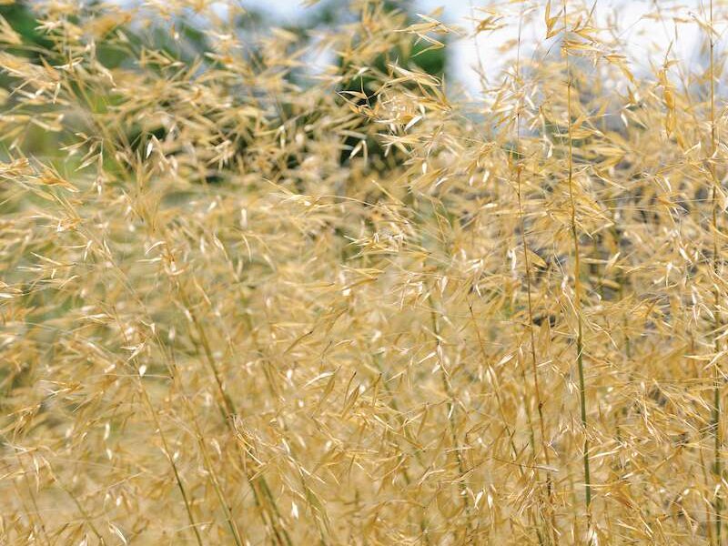 Stipa gigantea
