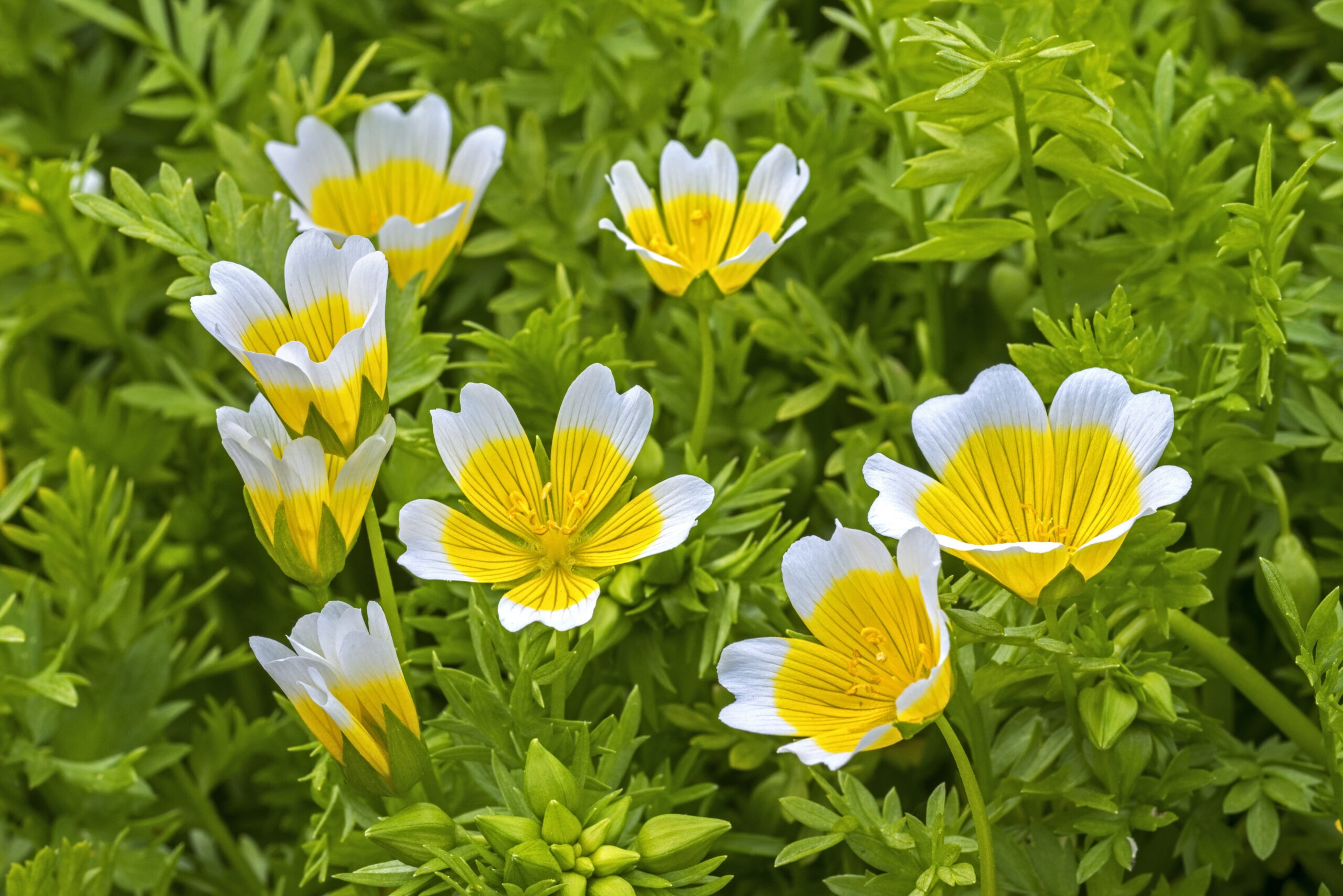 Douglas' meadowfoam / poached egg plant (Limnanthes douglasii) in flower