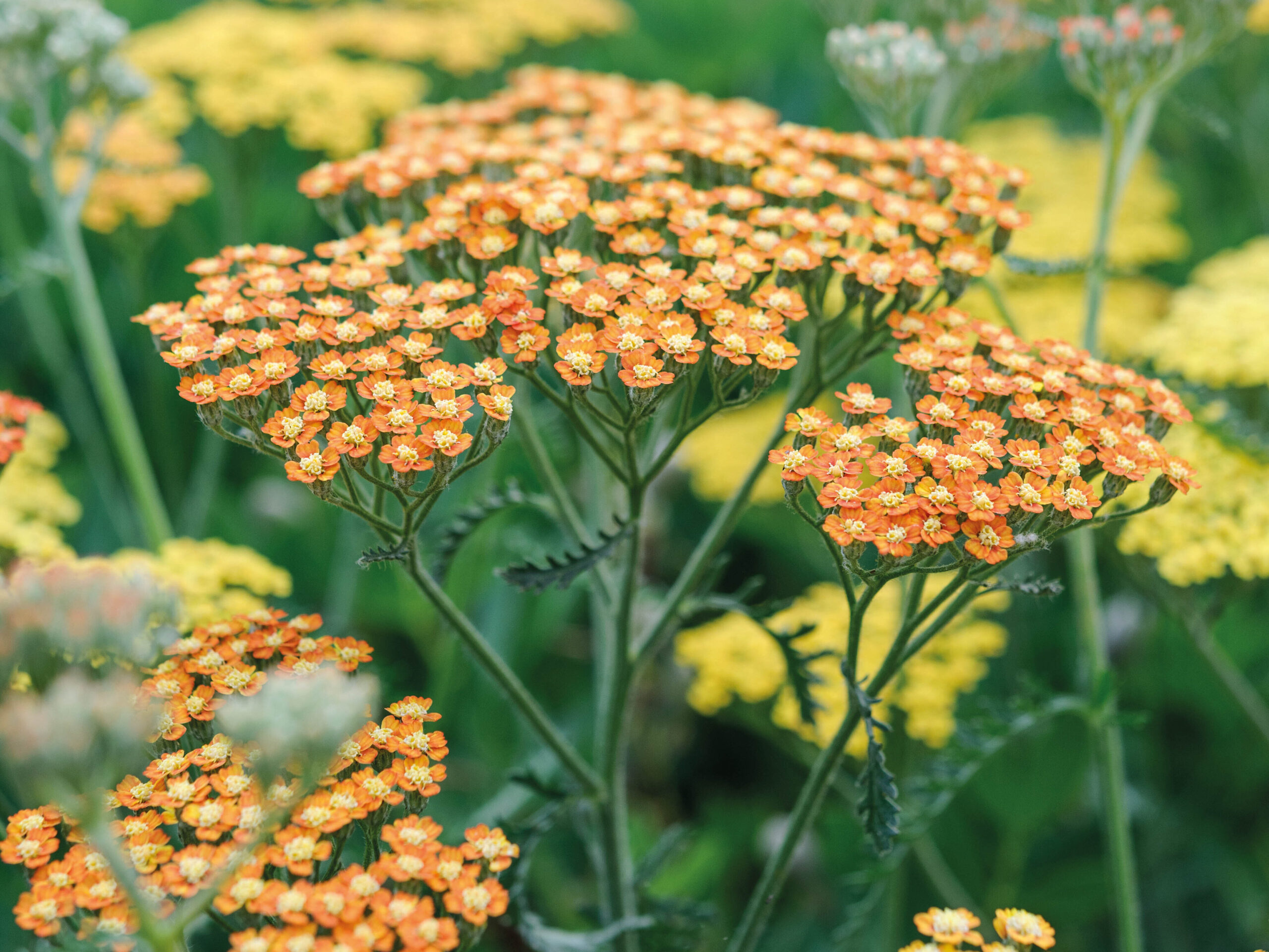 Achillea 'Terracotta'