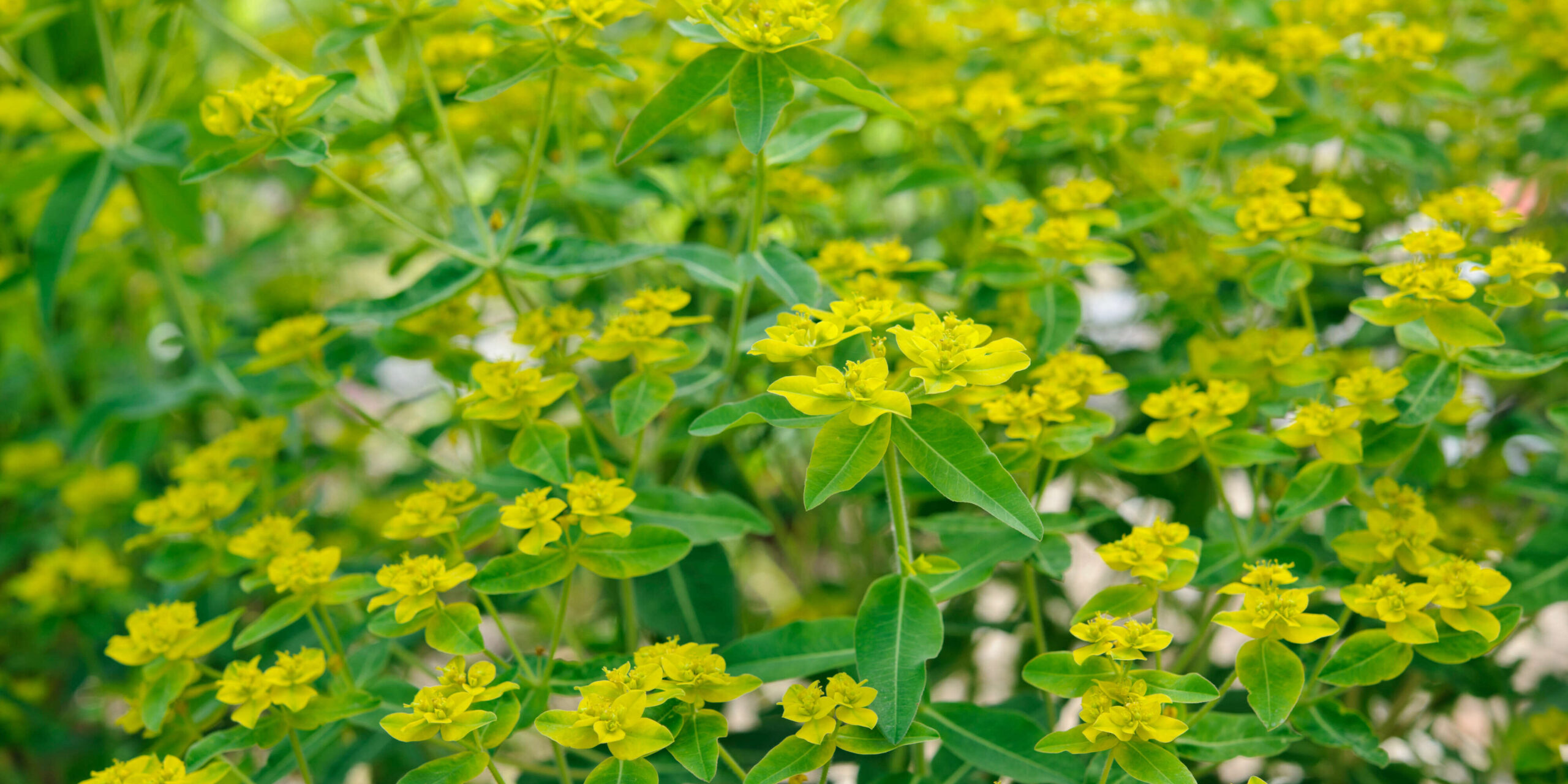 Euphorbia oblongata