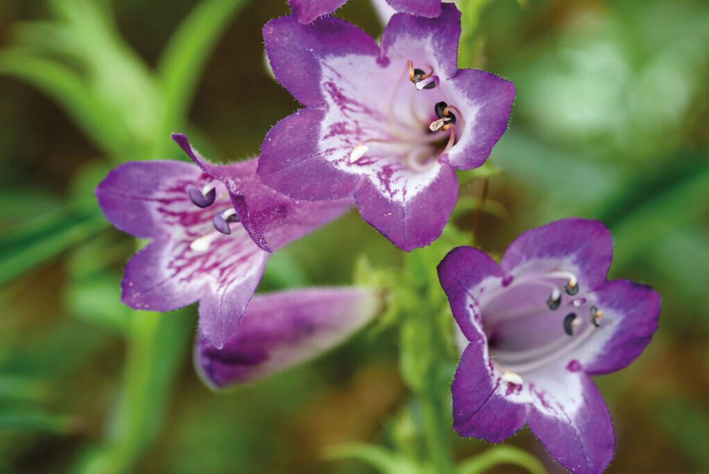 Penstemon