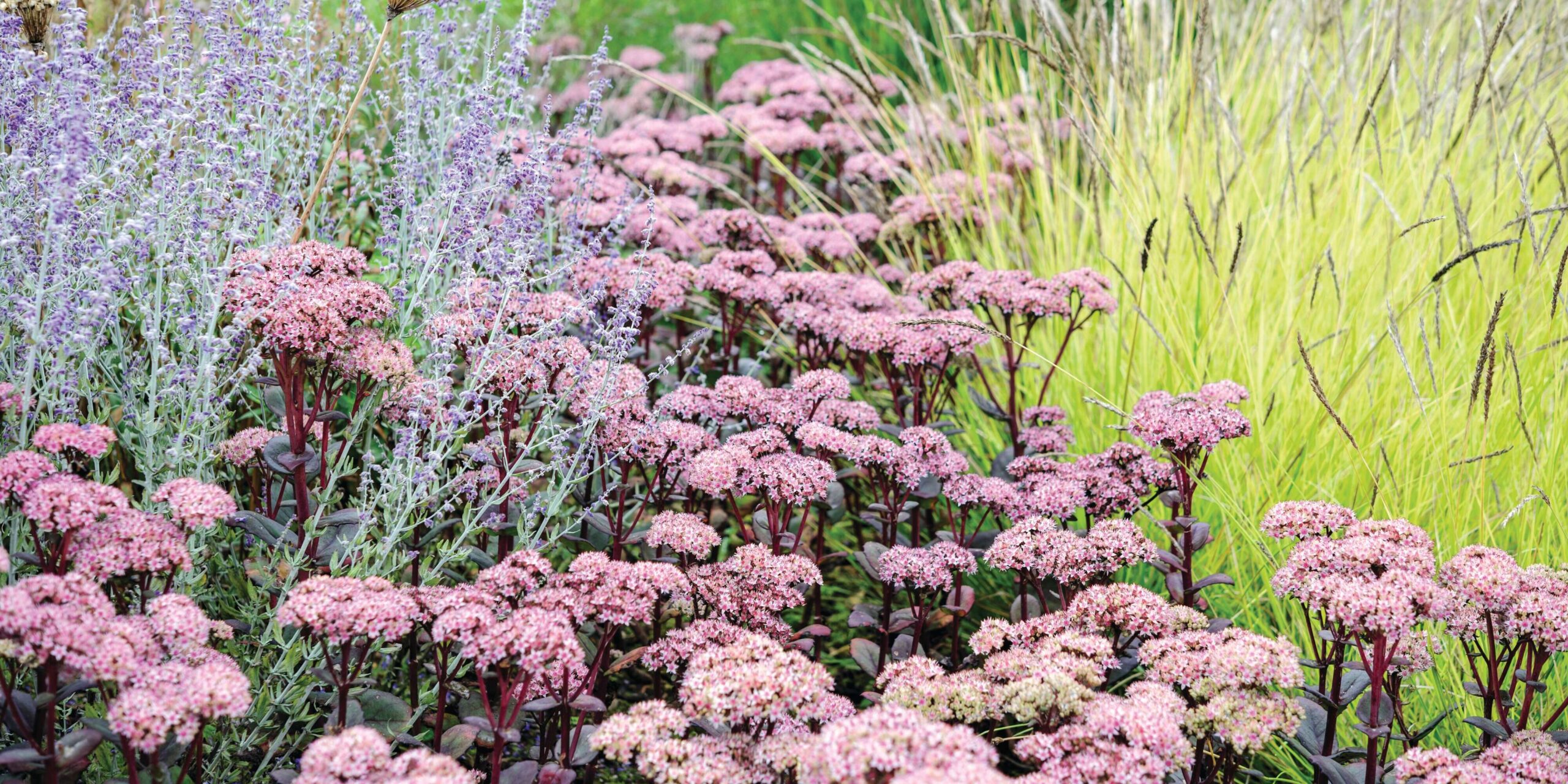 Sedum 'Matrona'