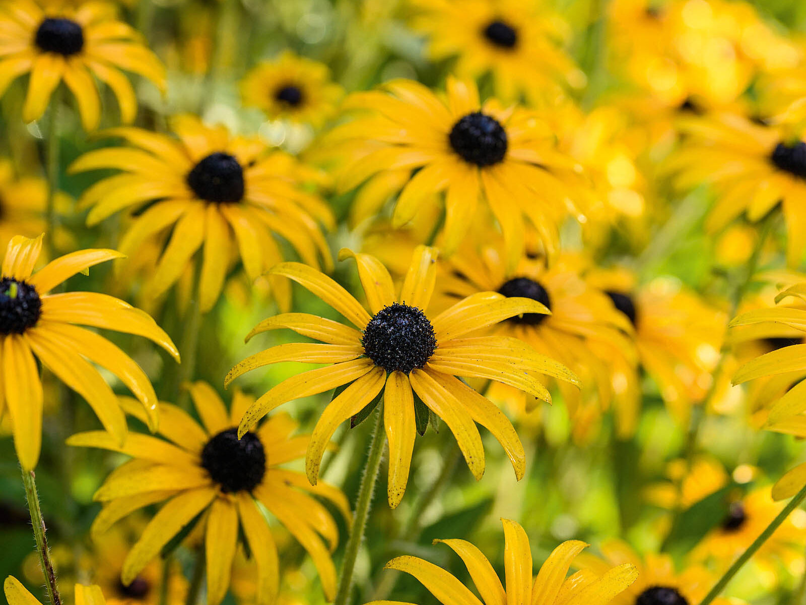 Rudbeckia fulgida var. deamii