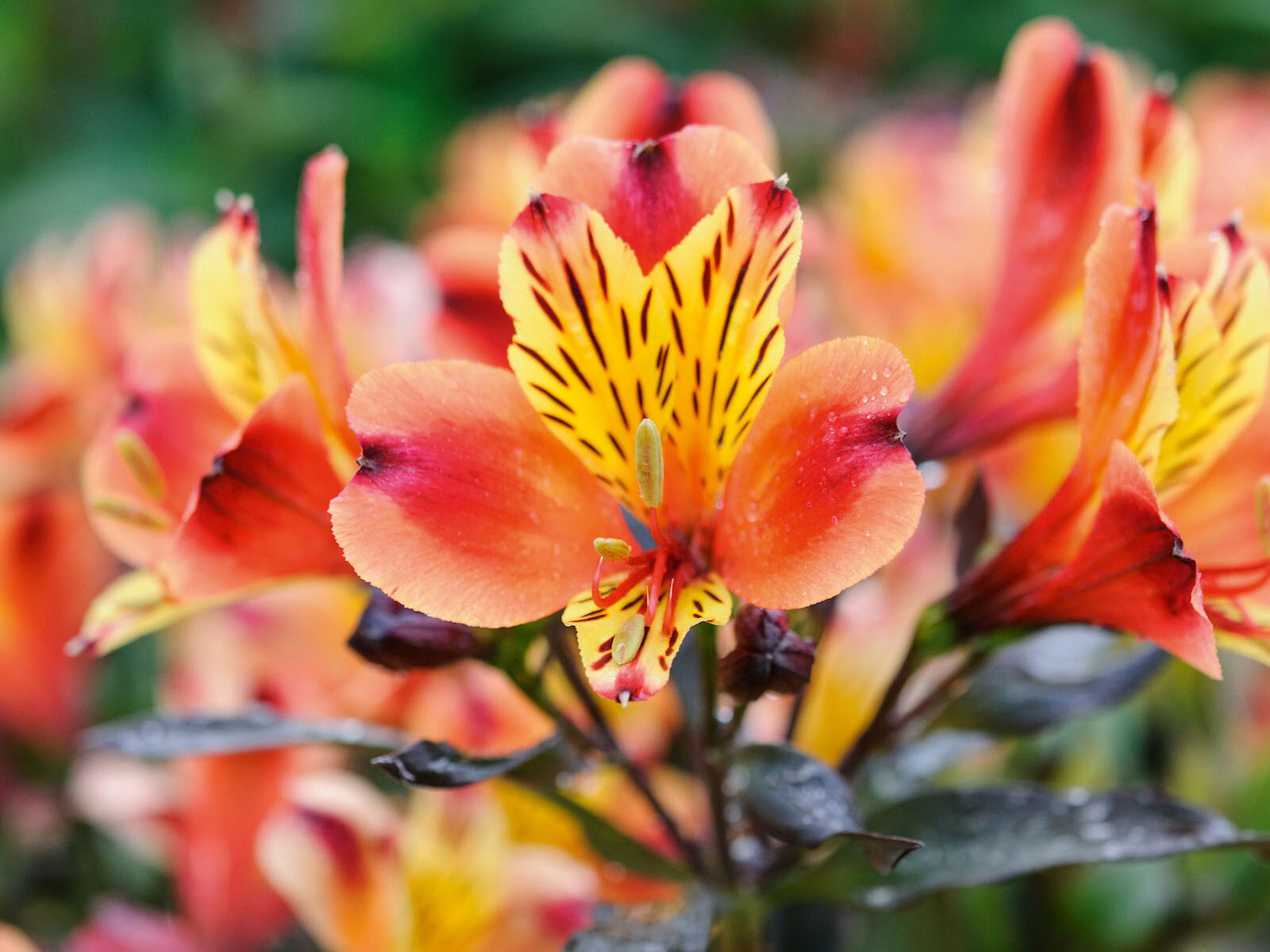 Alstroemeria Indian Summer 'Tesronto'