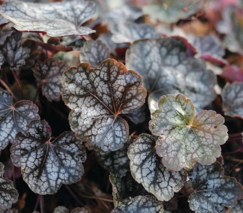 Heuchera sanguinea 'Geisha's Fan'
