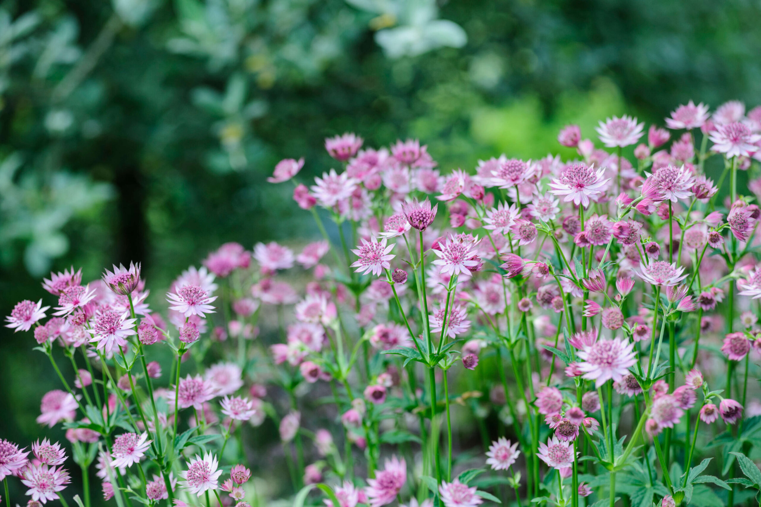 Astrantia ‘Roma’