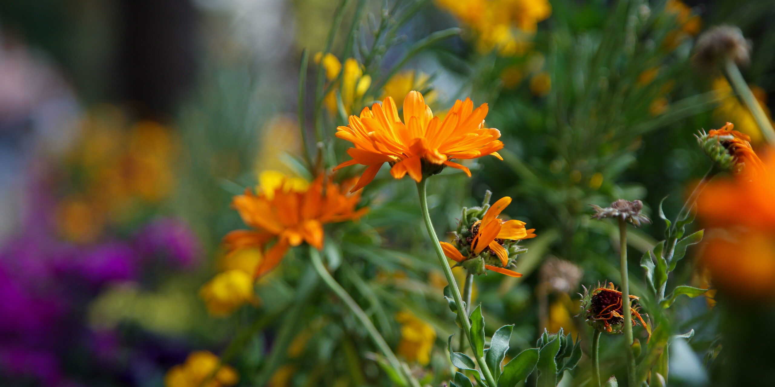 Orange calendula flowers