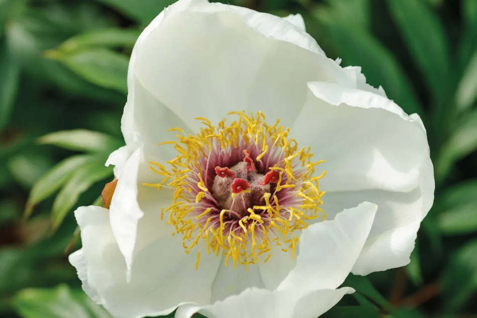 Paeonia clusii