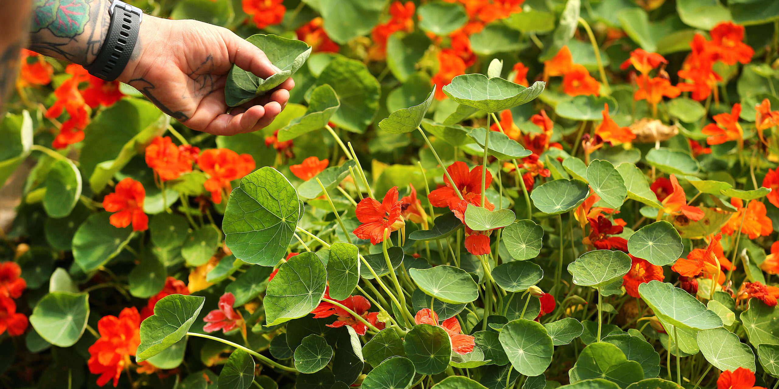 Tropaeolum majus