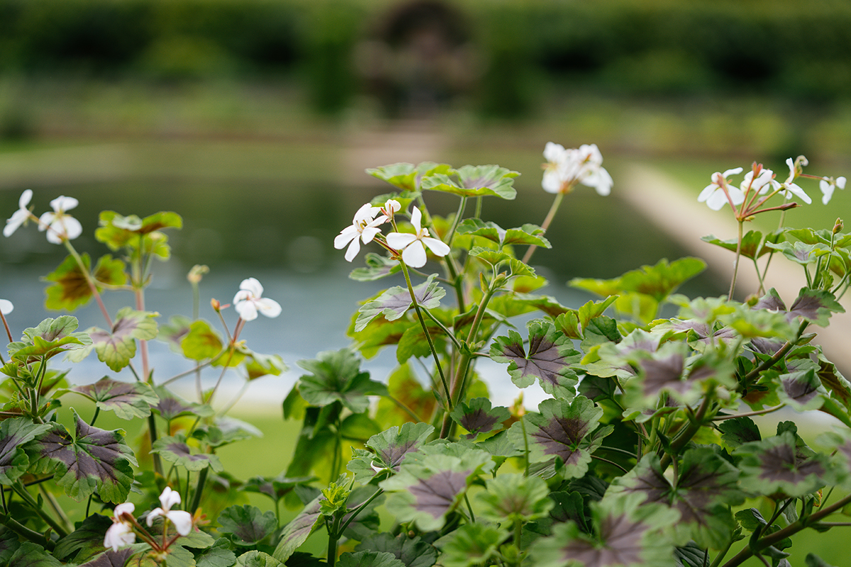 Pelargonium 'White Boar' © Kensington Palace via Getty Images