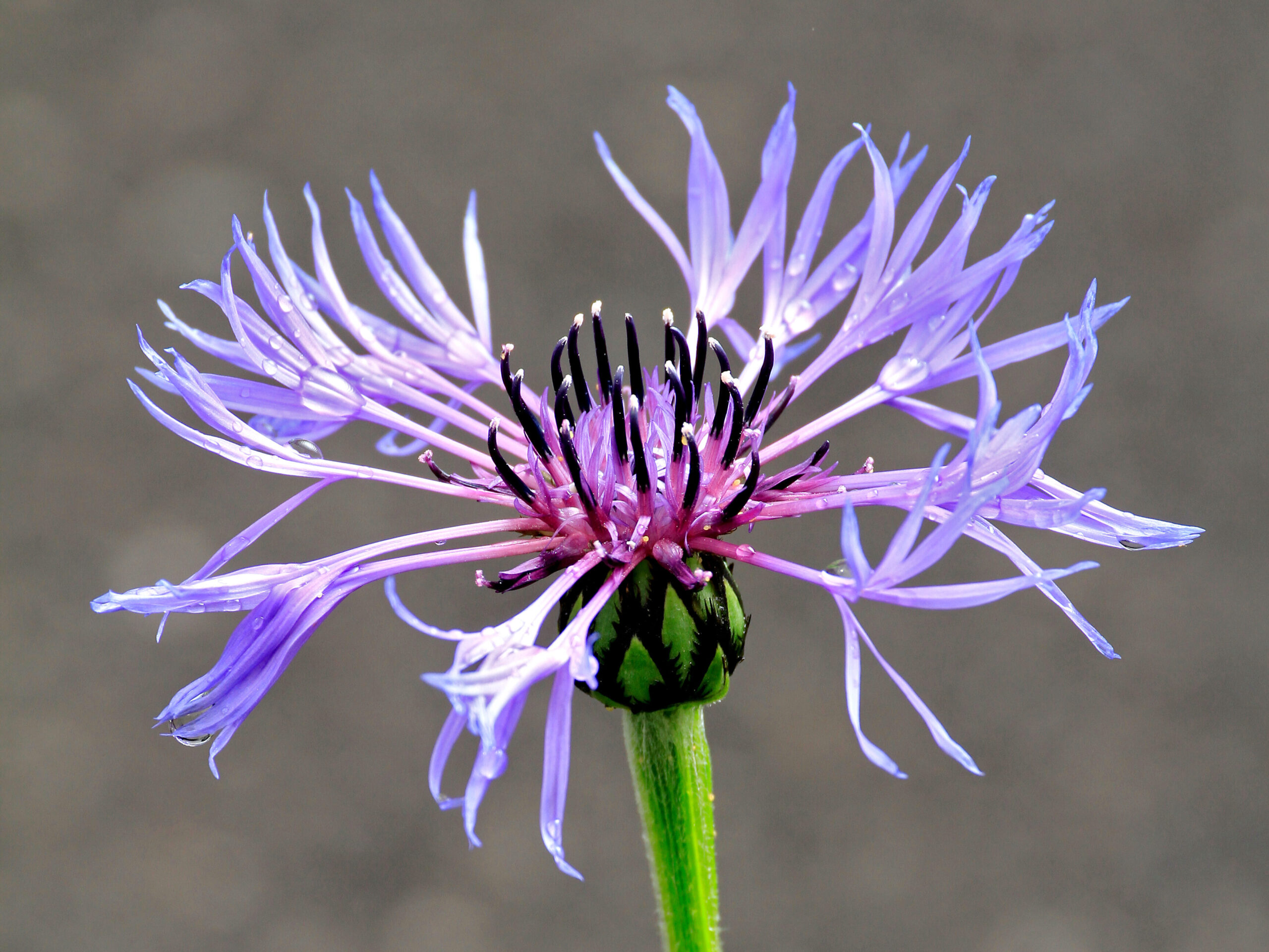 Centaurea cyanus