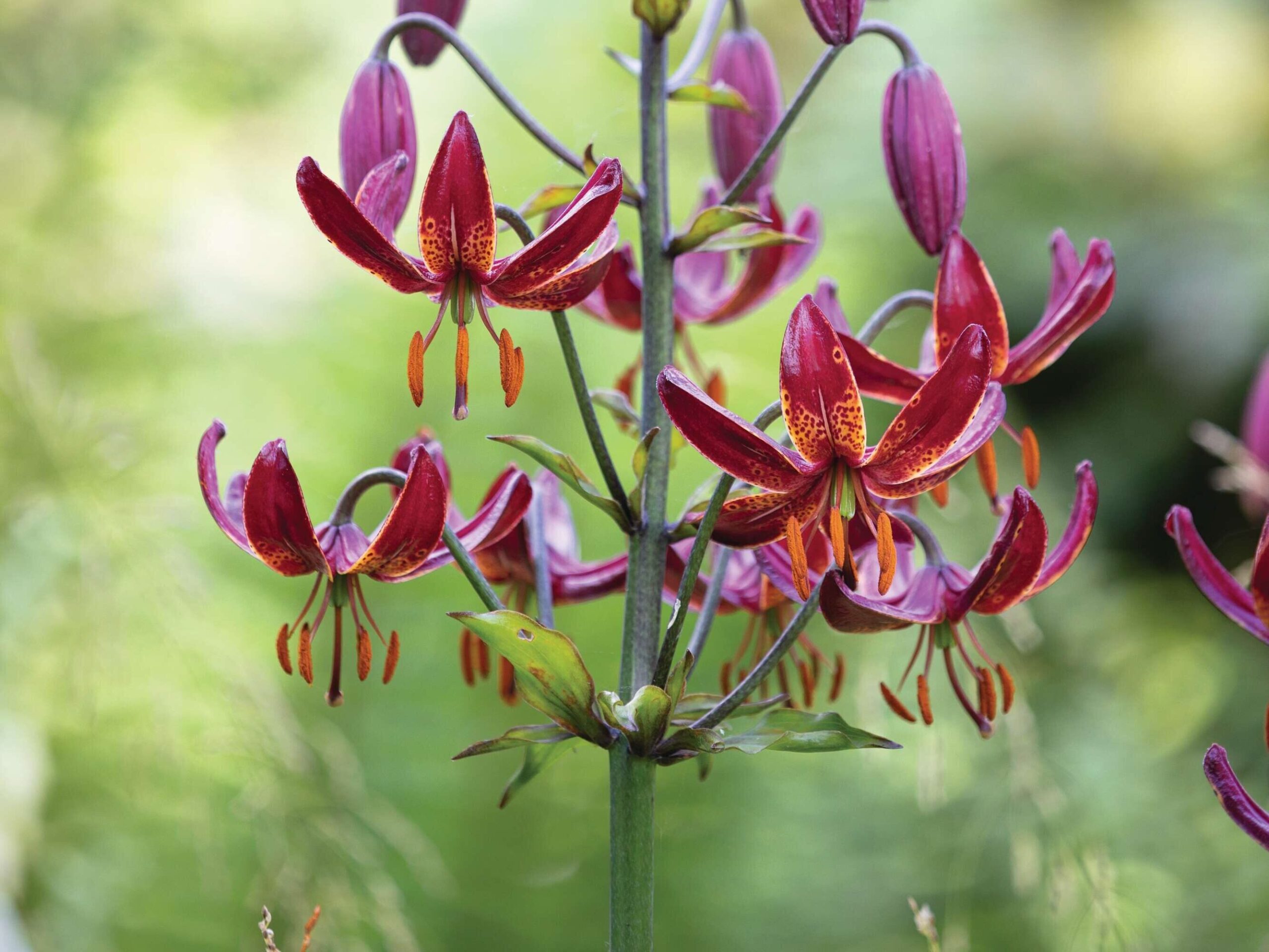 Lilium martagon 'Claude Shride'