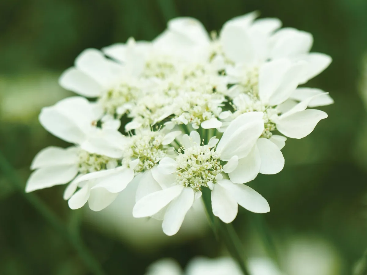 Orlaya grandiflora Orlaya grandiflora