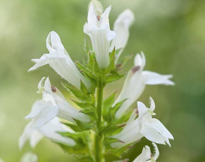 Lobelia siphilitica. f. albiflora ‘Alba’. White form of L. siphilitica with less vigour but still producing tall flower spikes above bright-green foliage. Can be planted as a marginal pond plant with its roots fully submerged. 1.2m. RHS H4.