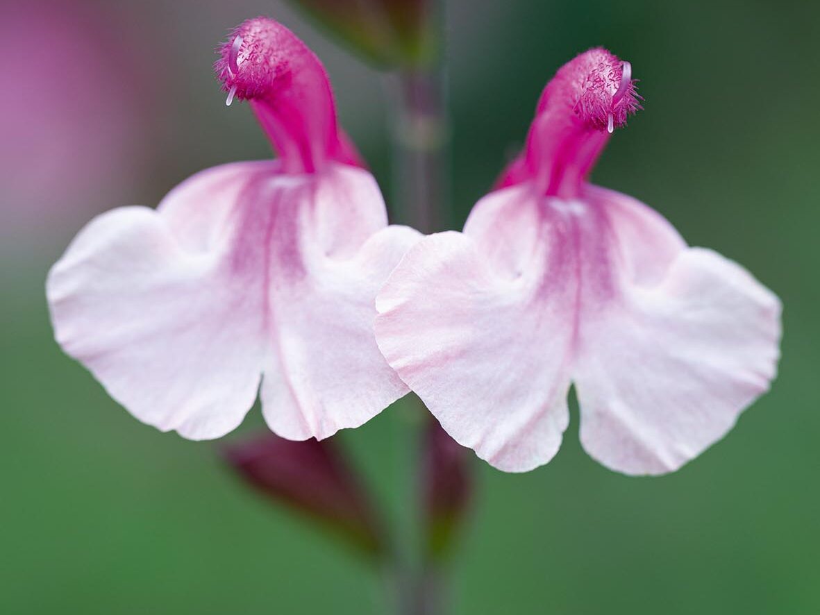 Salvia Crazy Dolls,