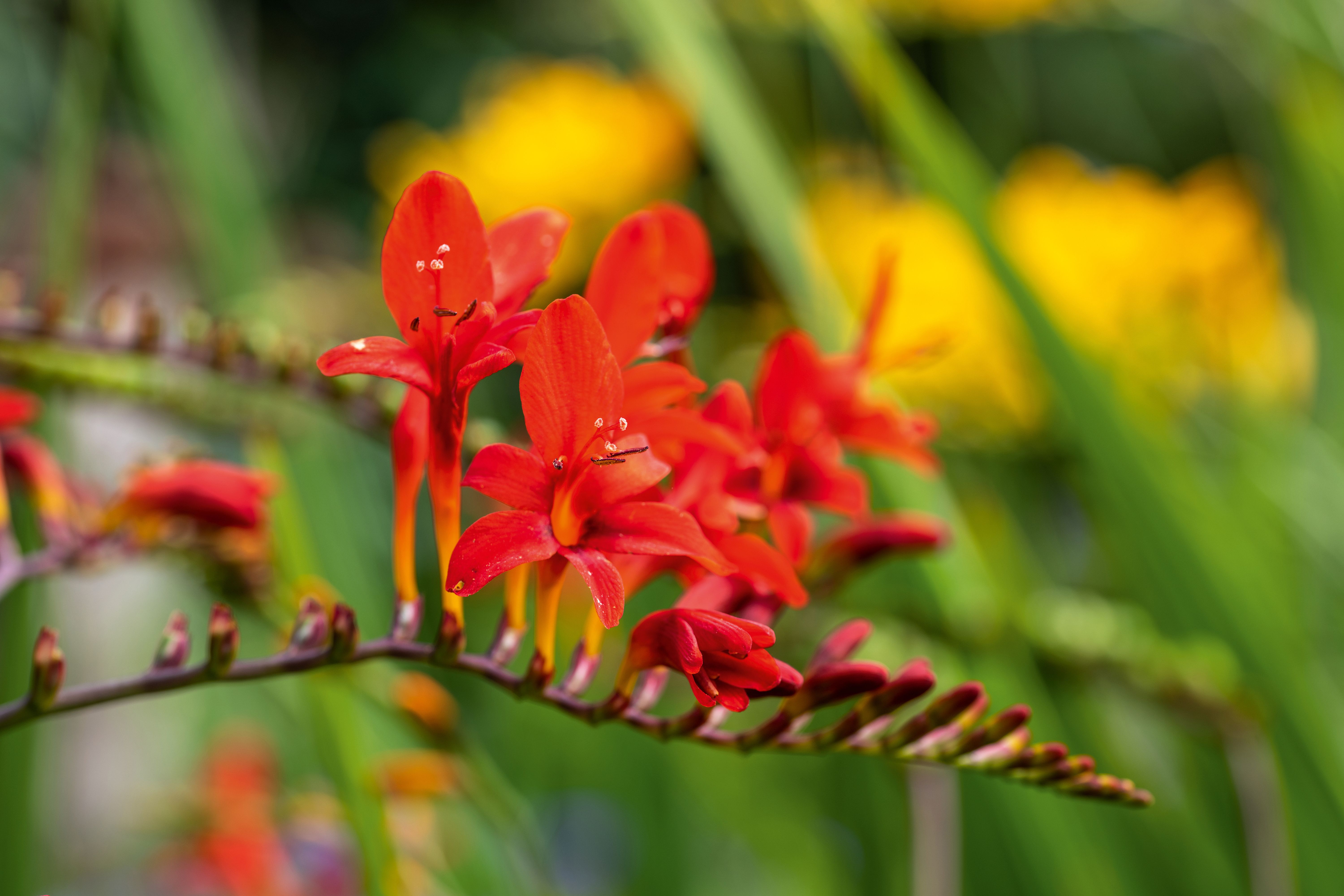 Croscosmia 'Lucifer'