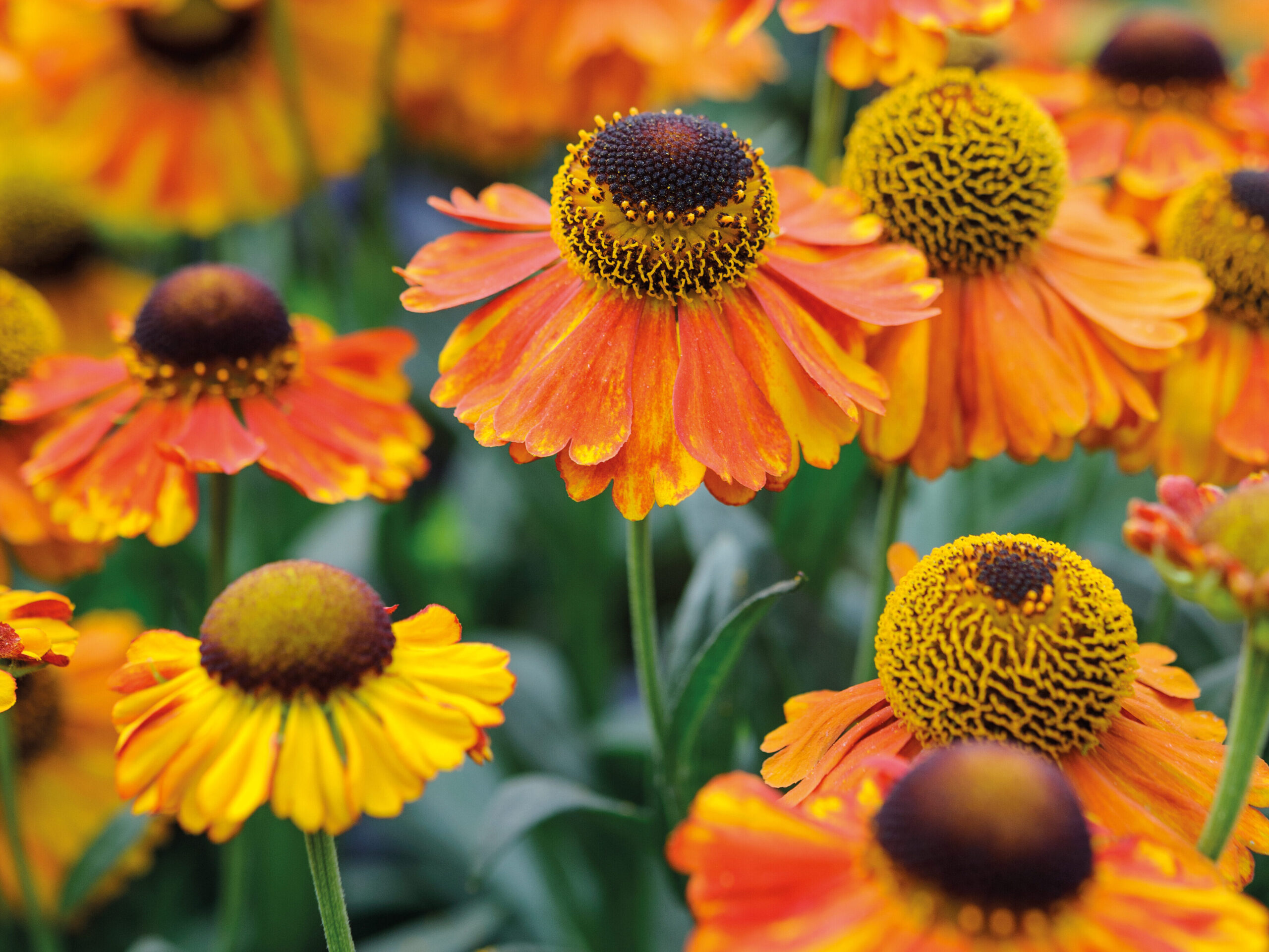 Helenium 'Sahin's Early Flowerer'