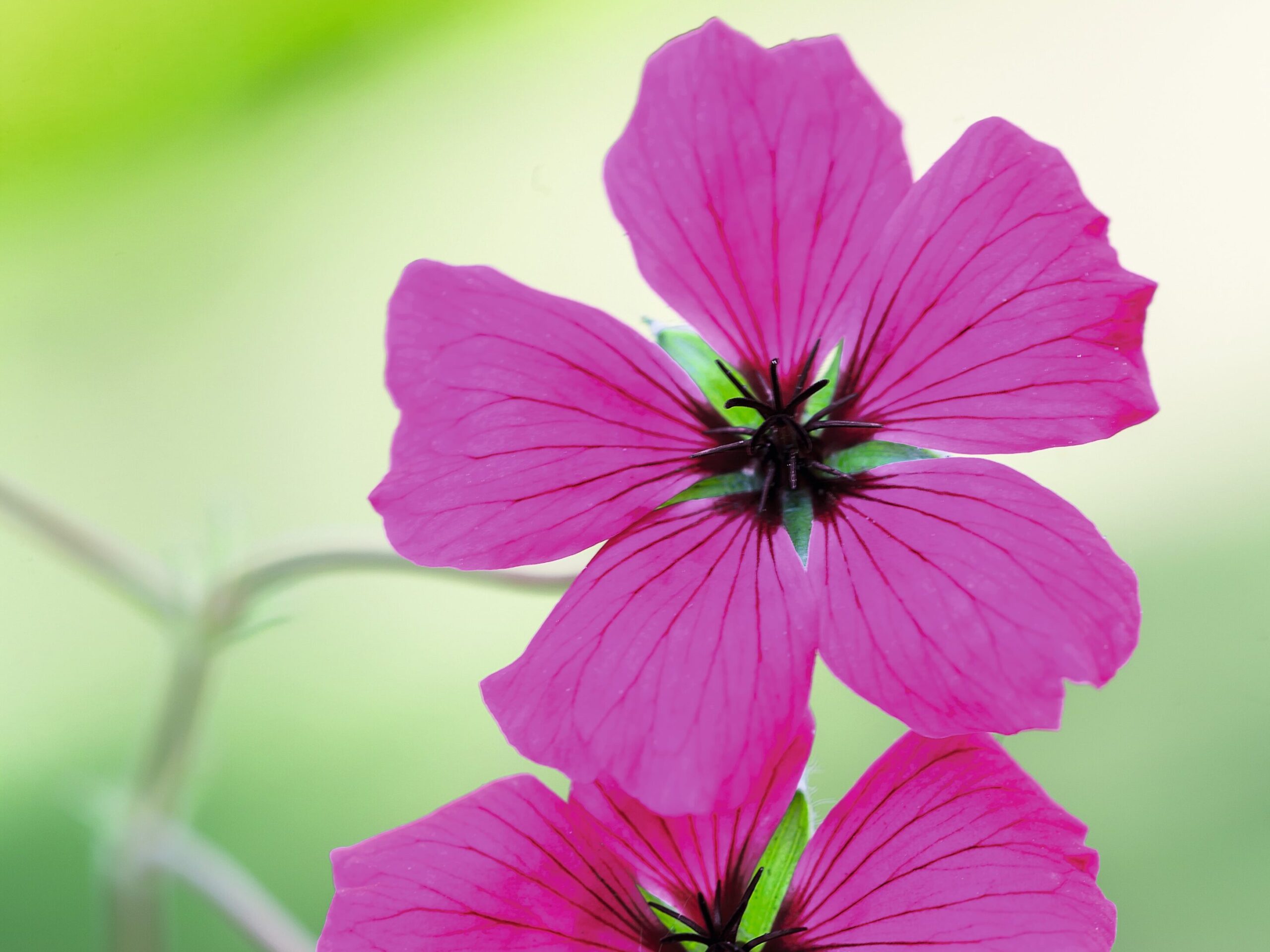 Geranium 'Signal'