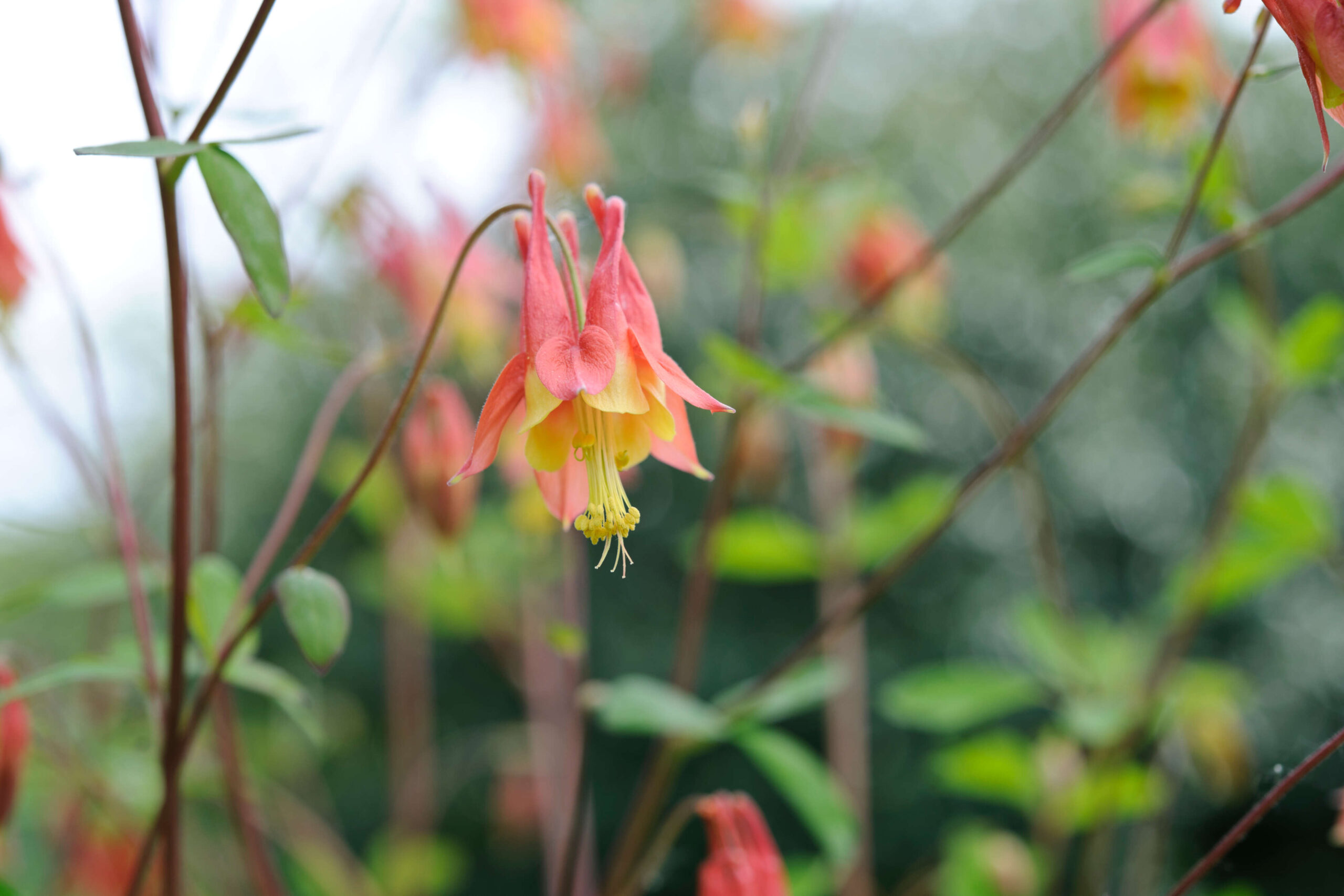 Aquilegia Canadensis