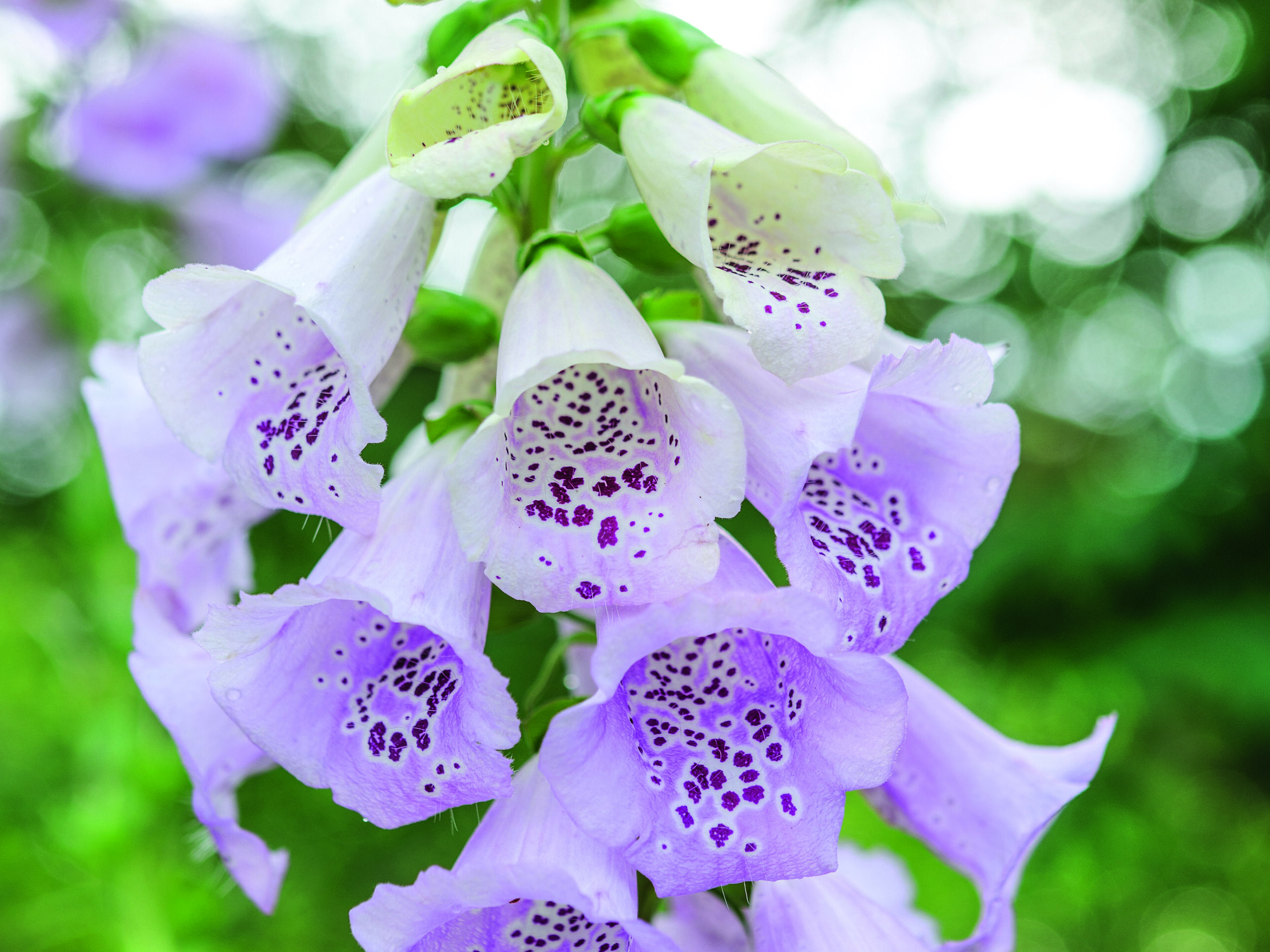 Digitalis purpurea 'Glittering Prizes'