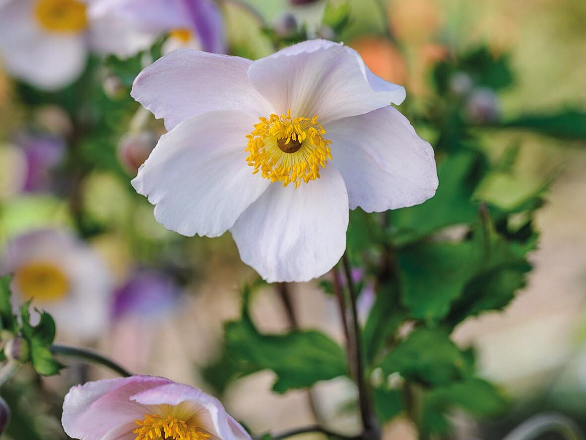 Anemone hybrid (= ‘Macane025’)