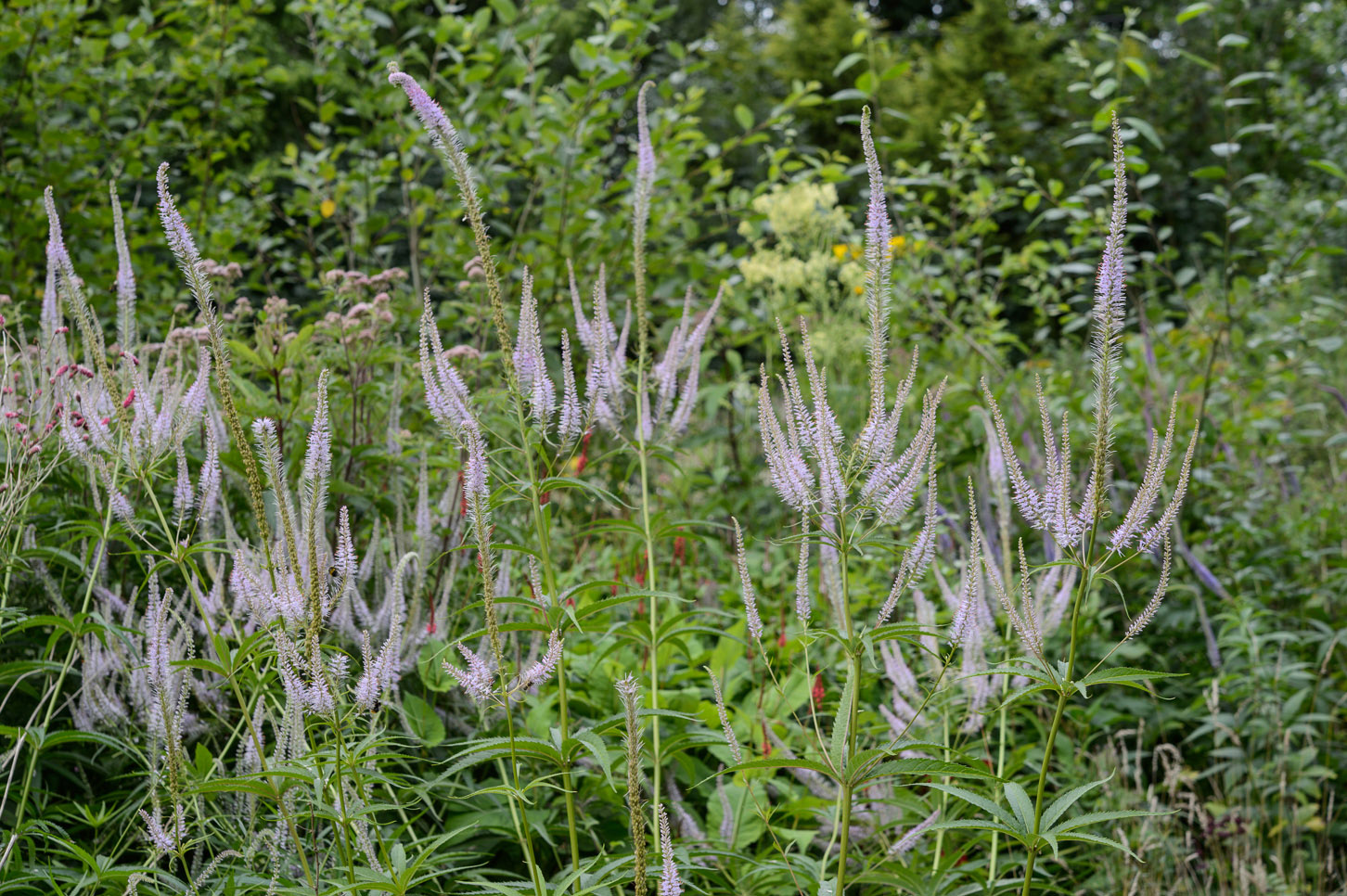 Veronicastrum virginicum 'Lavendelturm'.