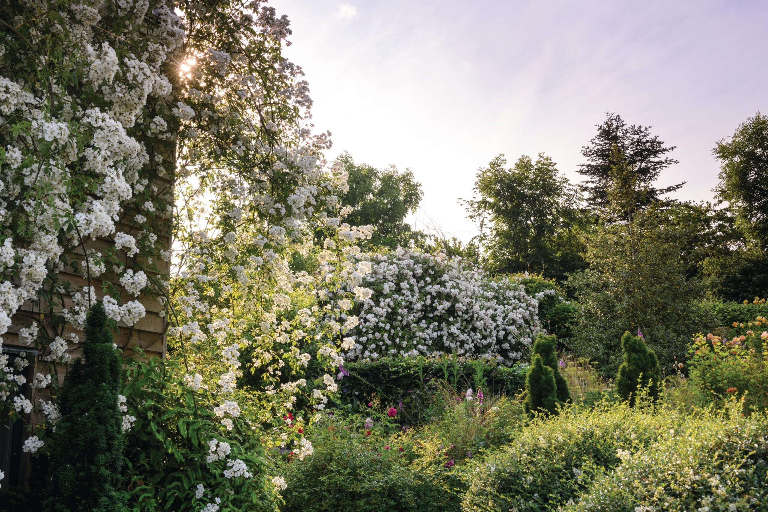 Rosarian Michael Marriott and TV producer Rosie Irving's garden