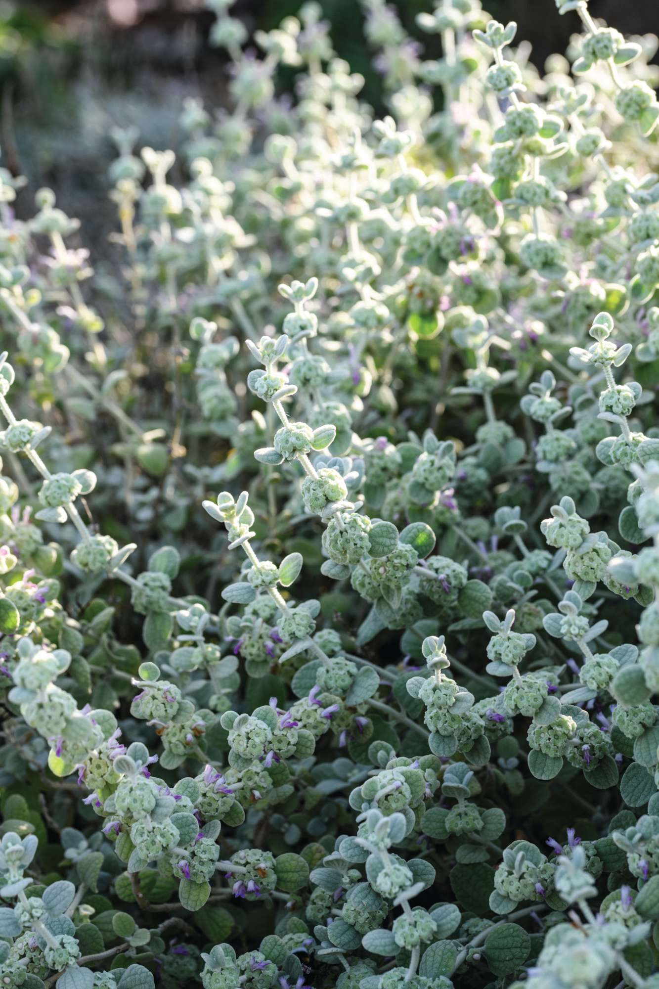 Pseudodictamnus mediterraneus